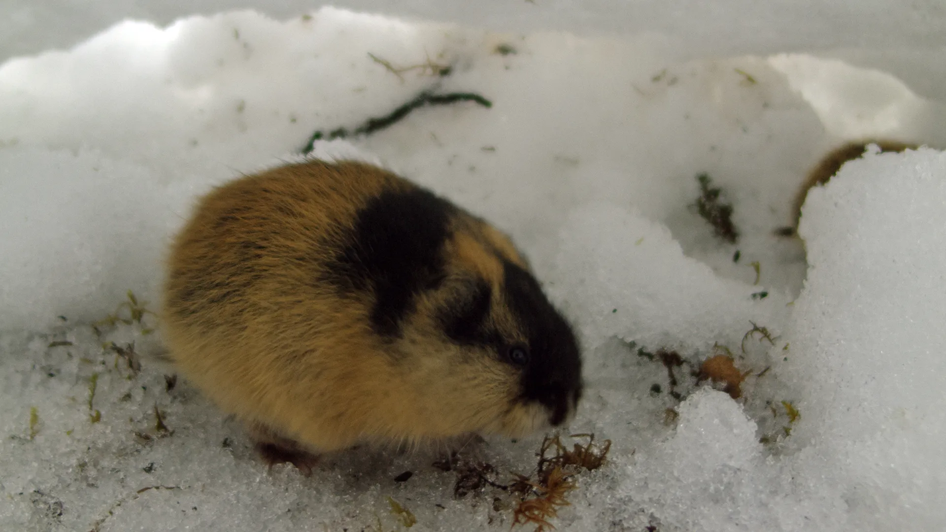 Lemming - The Little Giant of the North