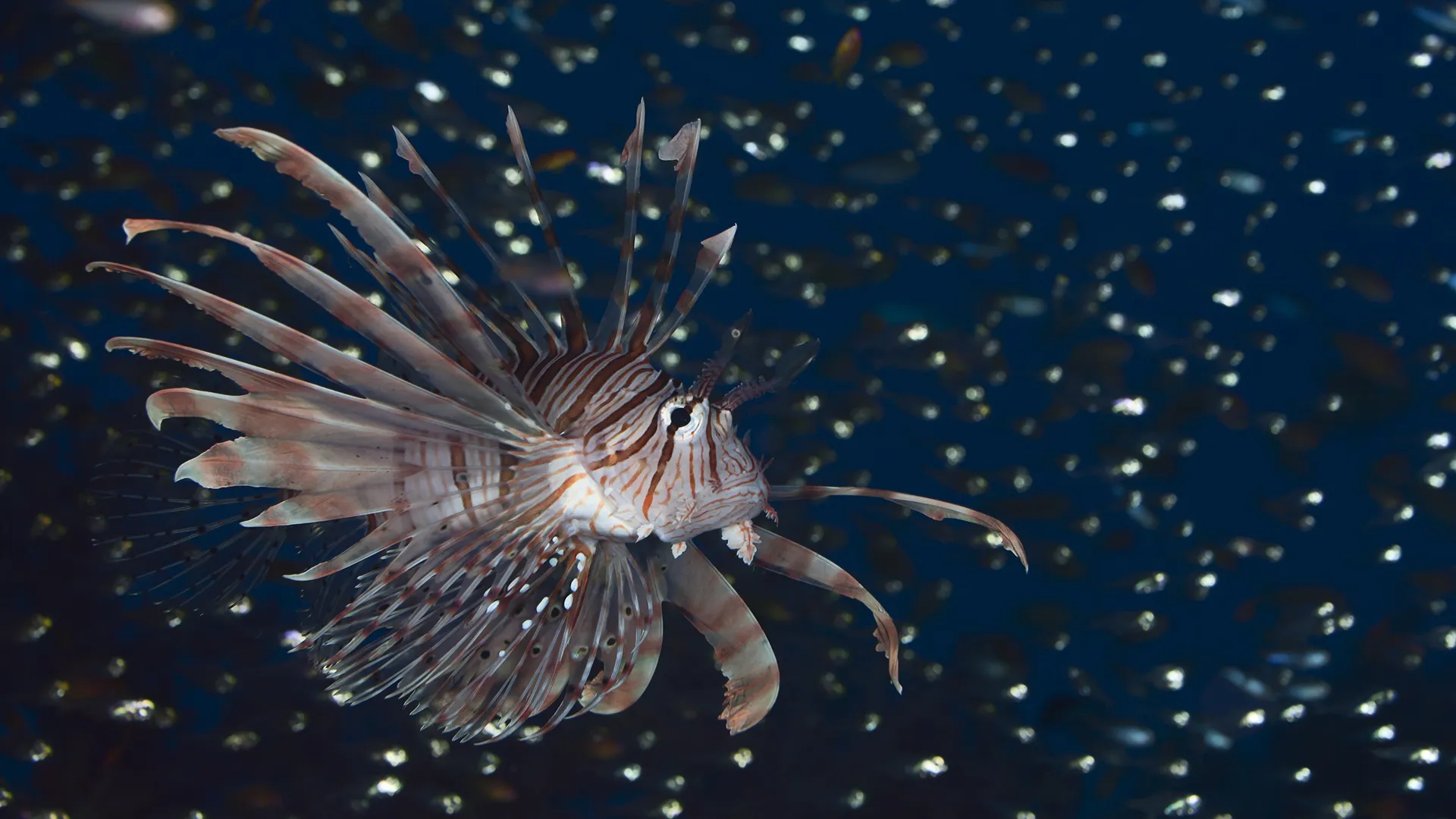 Lionfish - New Pirates of the Caribbean