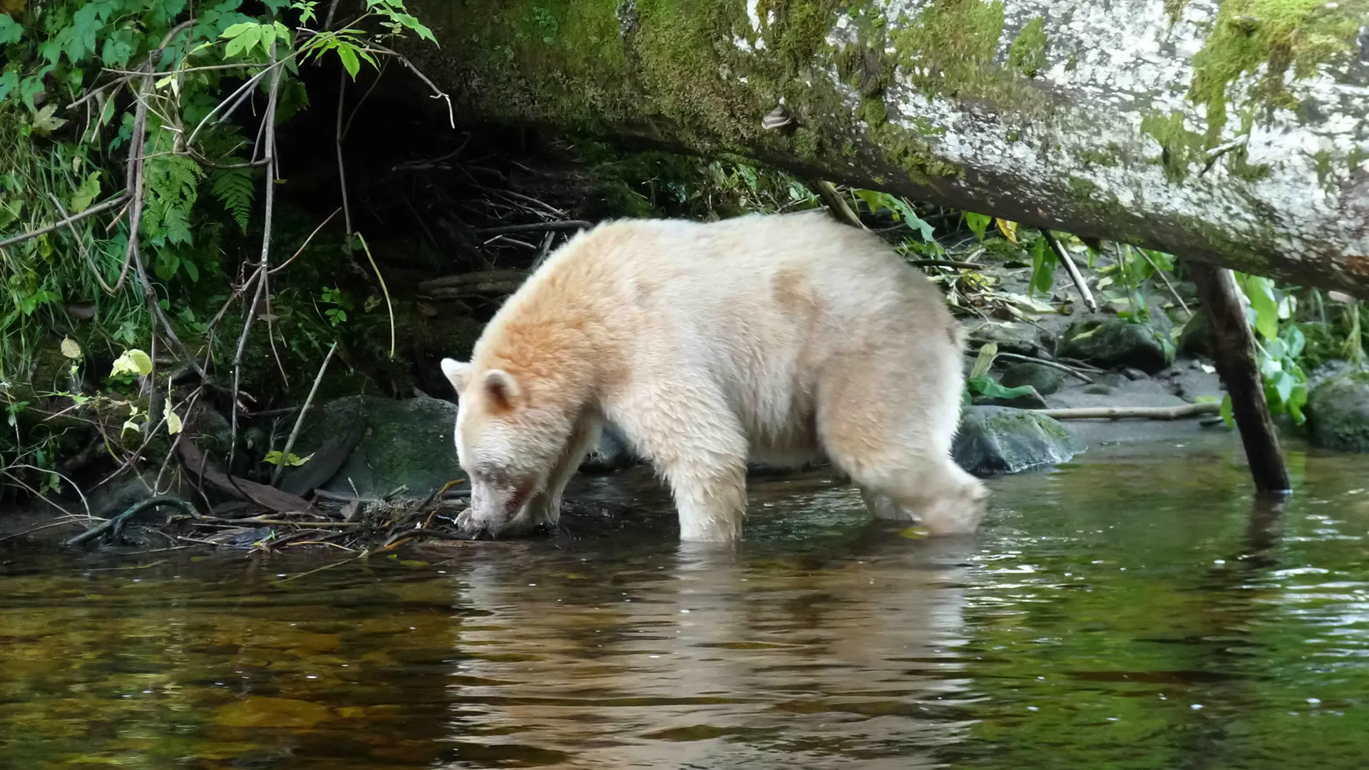Moksgm'ol - The Quest for the Spirit Bear