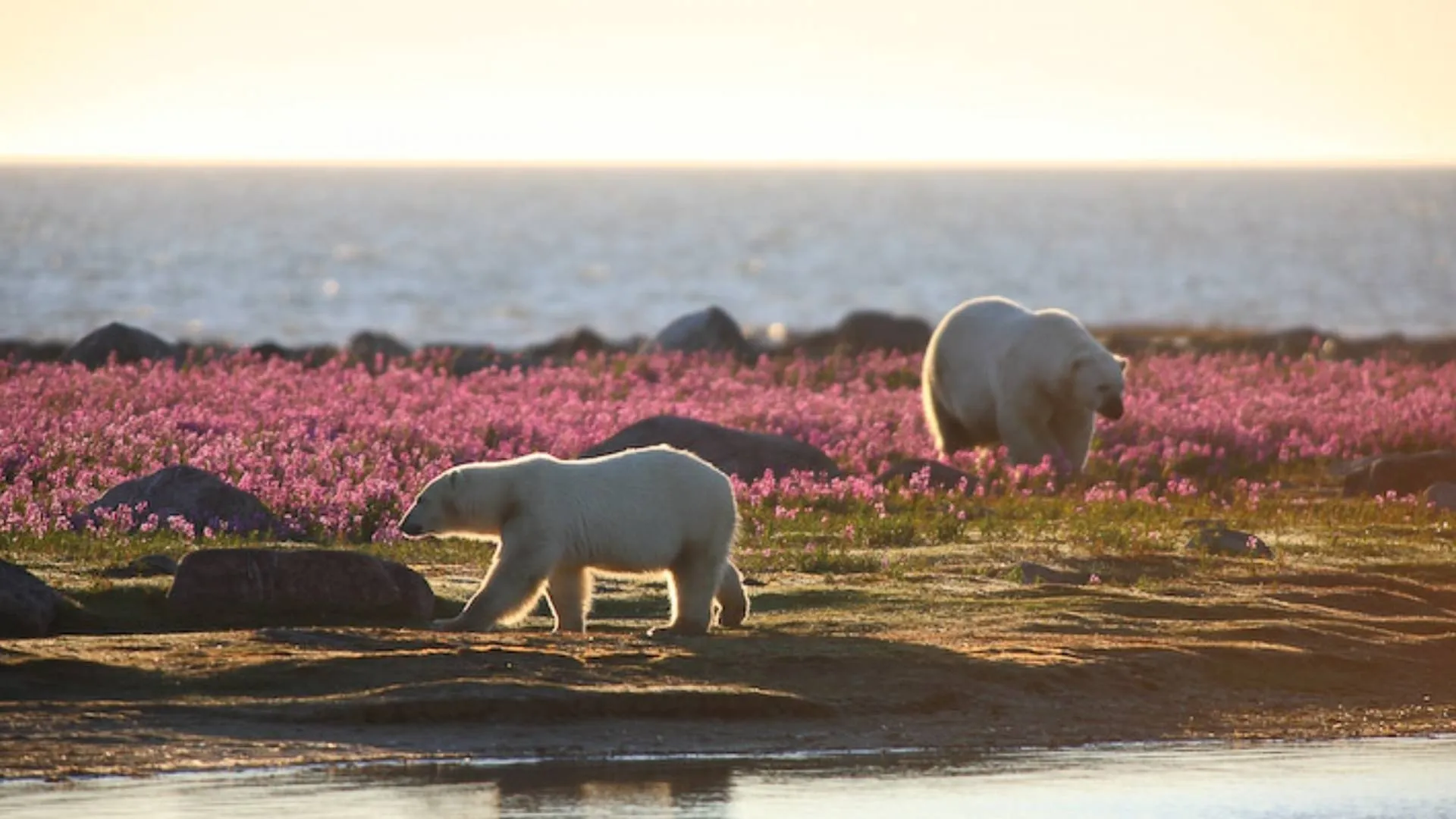 Polar Bear Summer