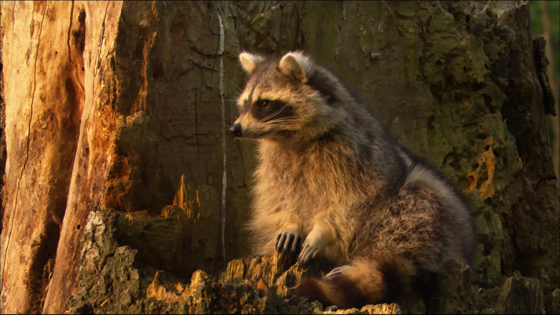 Raccoons - The New Europeans