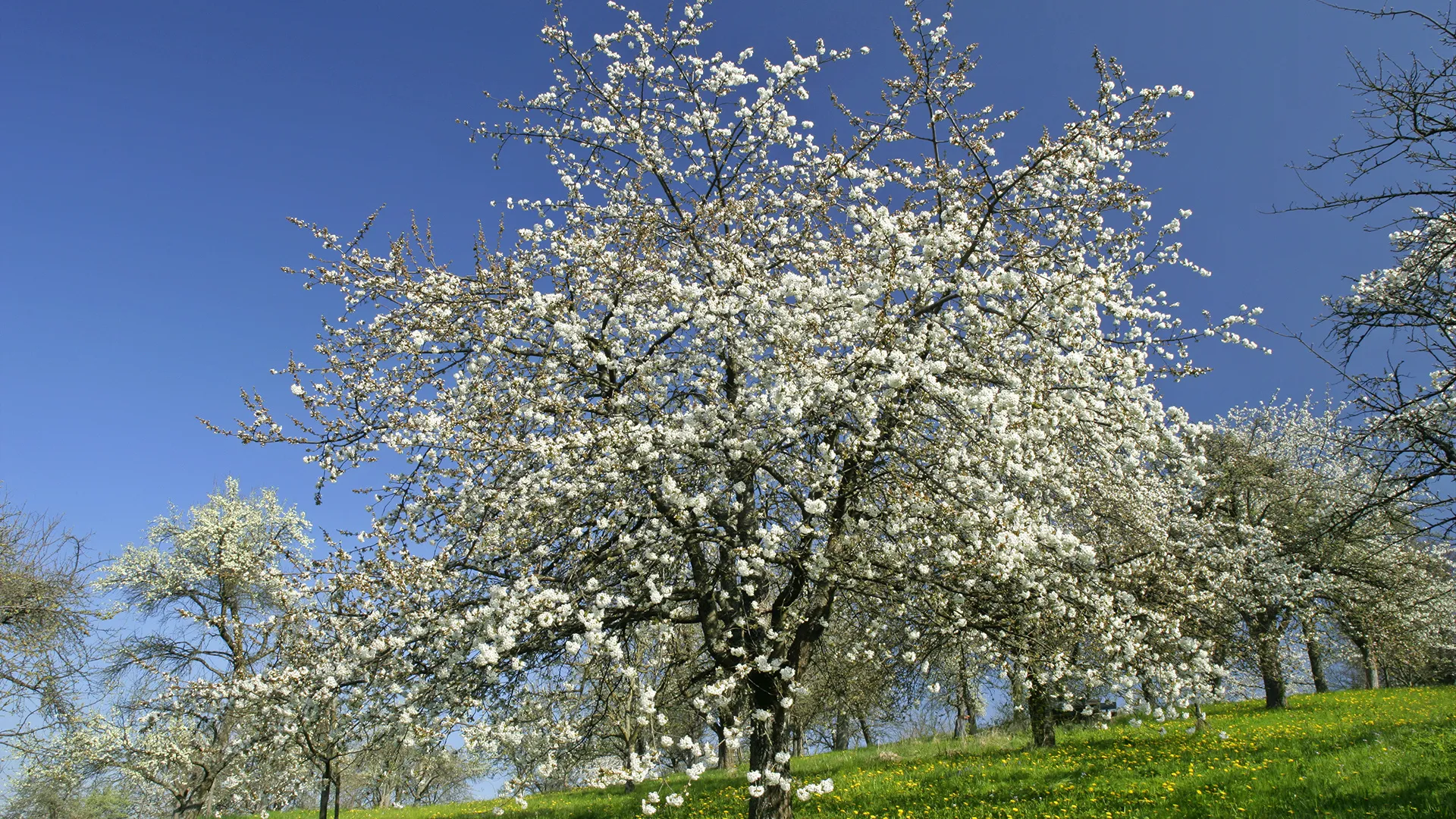 Springtime Stories