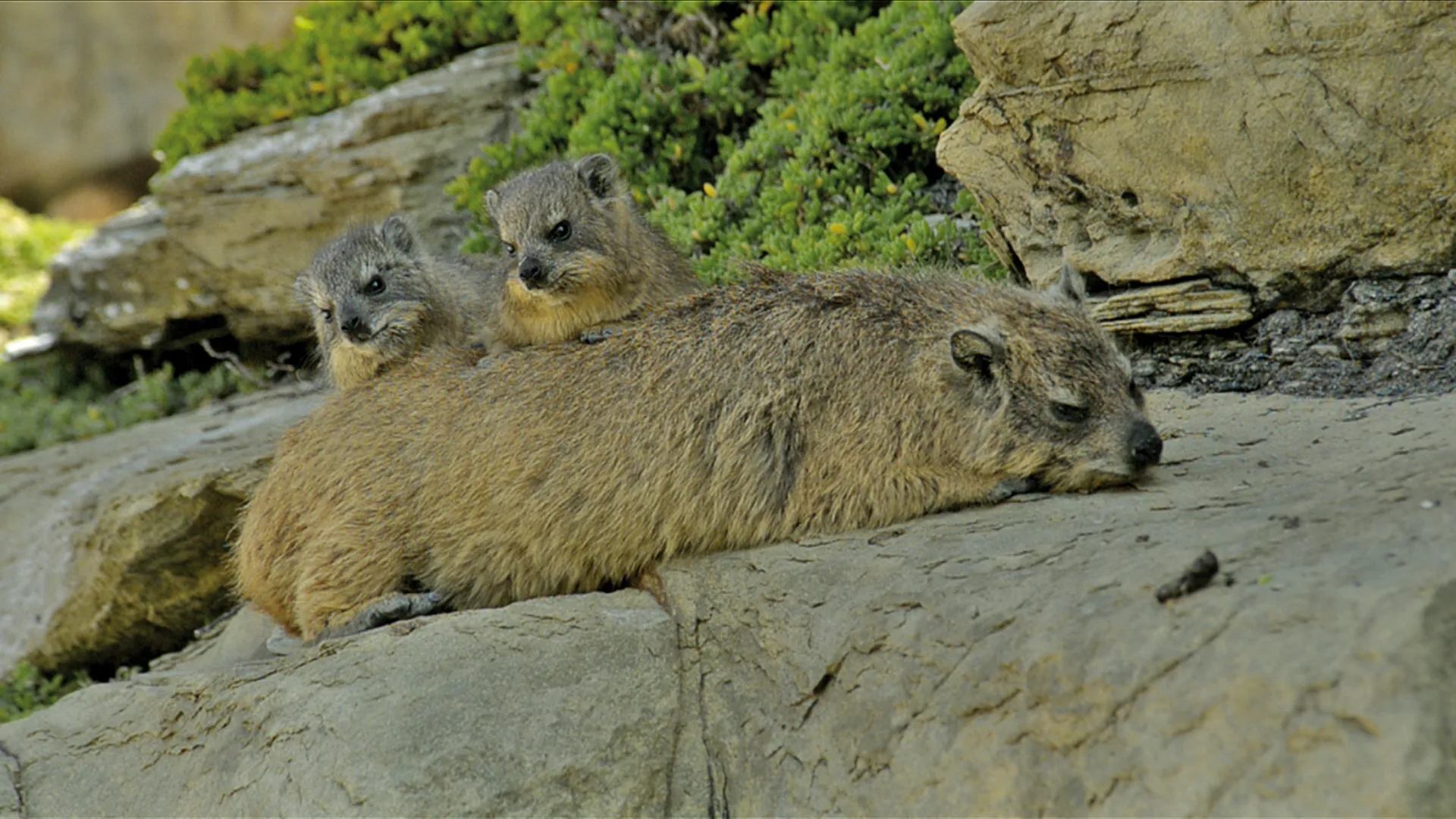 The Dassie - A South African Survival Specialist