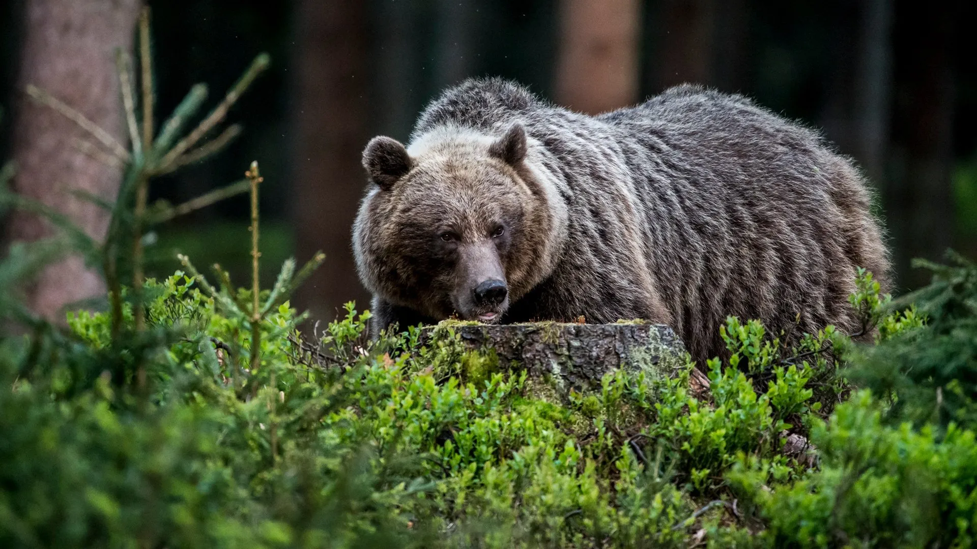 Wild Slovakia