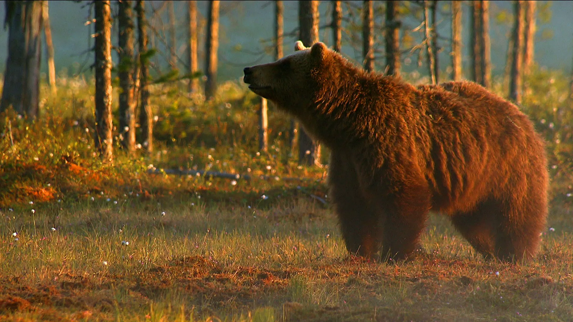 Band of Bears - In the Forests of Scandinavia