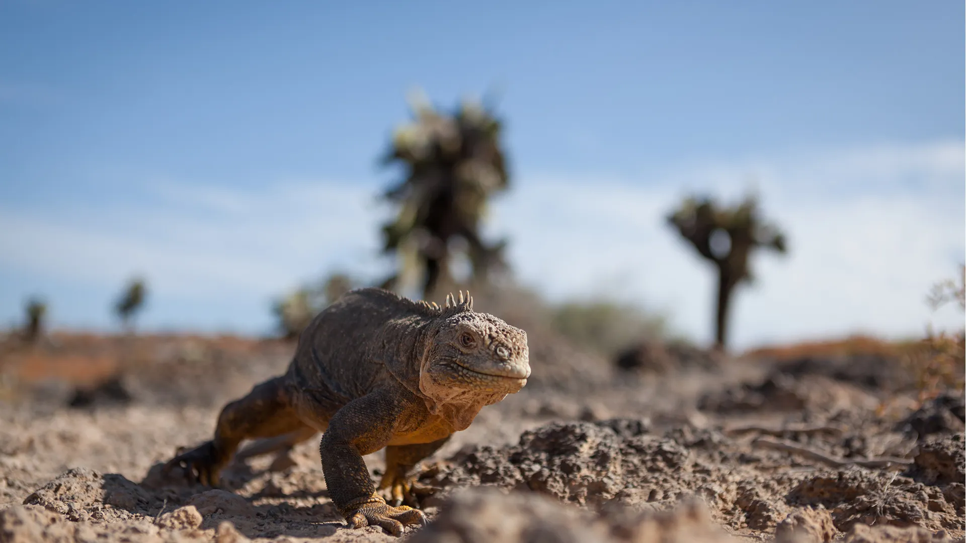 Wild Galapagos