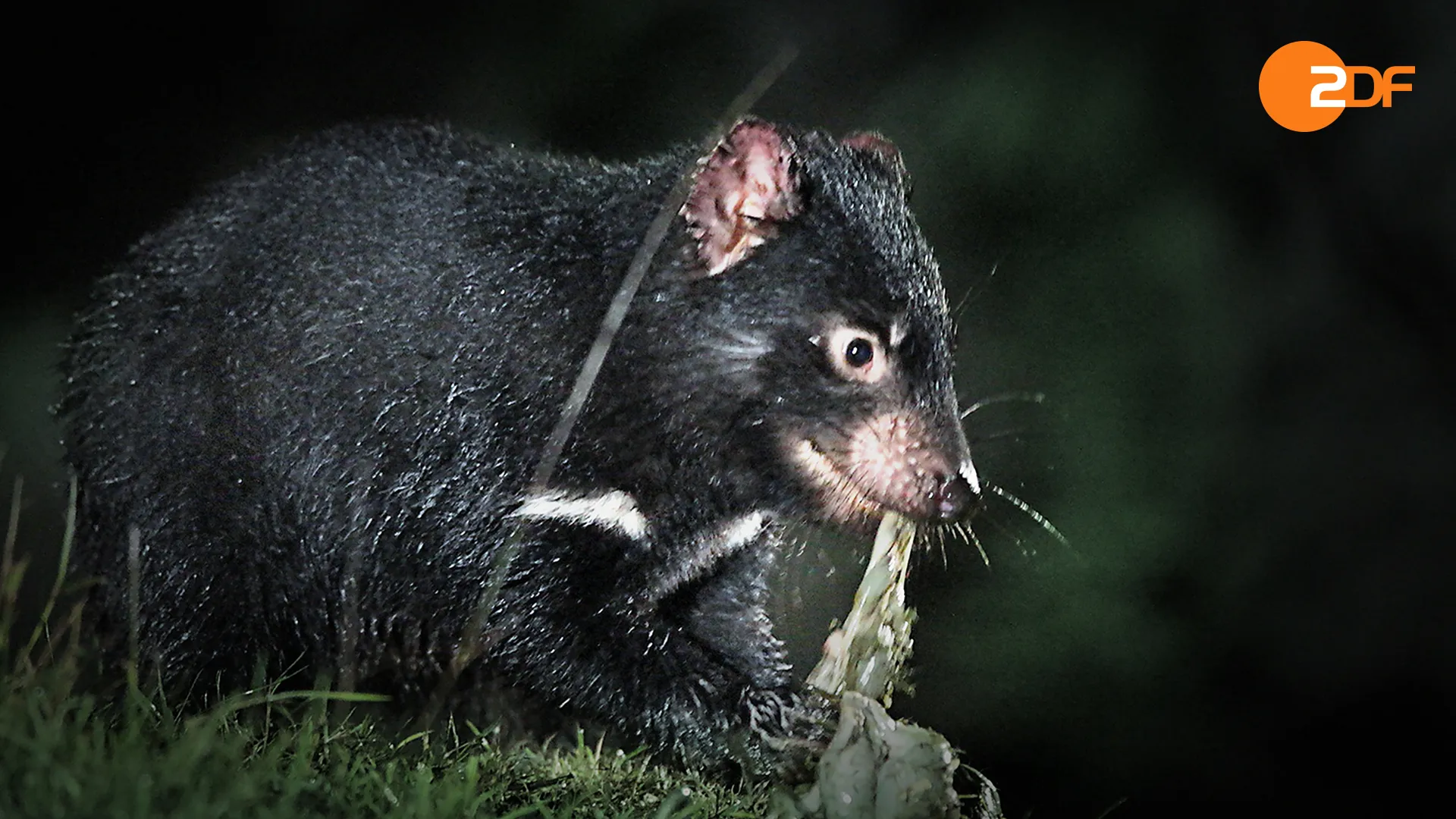 Tasmaniens Beuteltiere - Teufel ohne Zukunft?