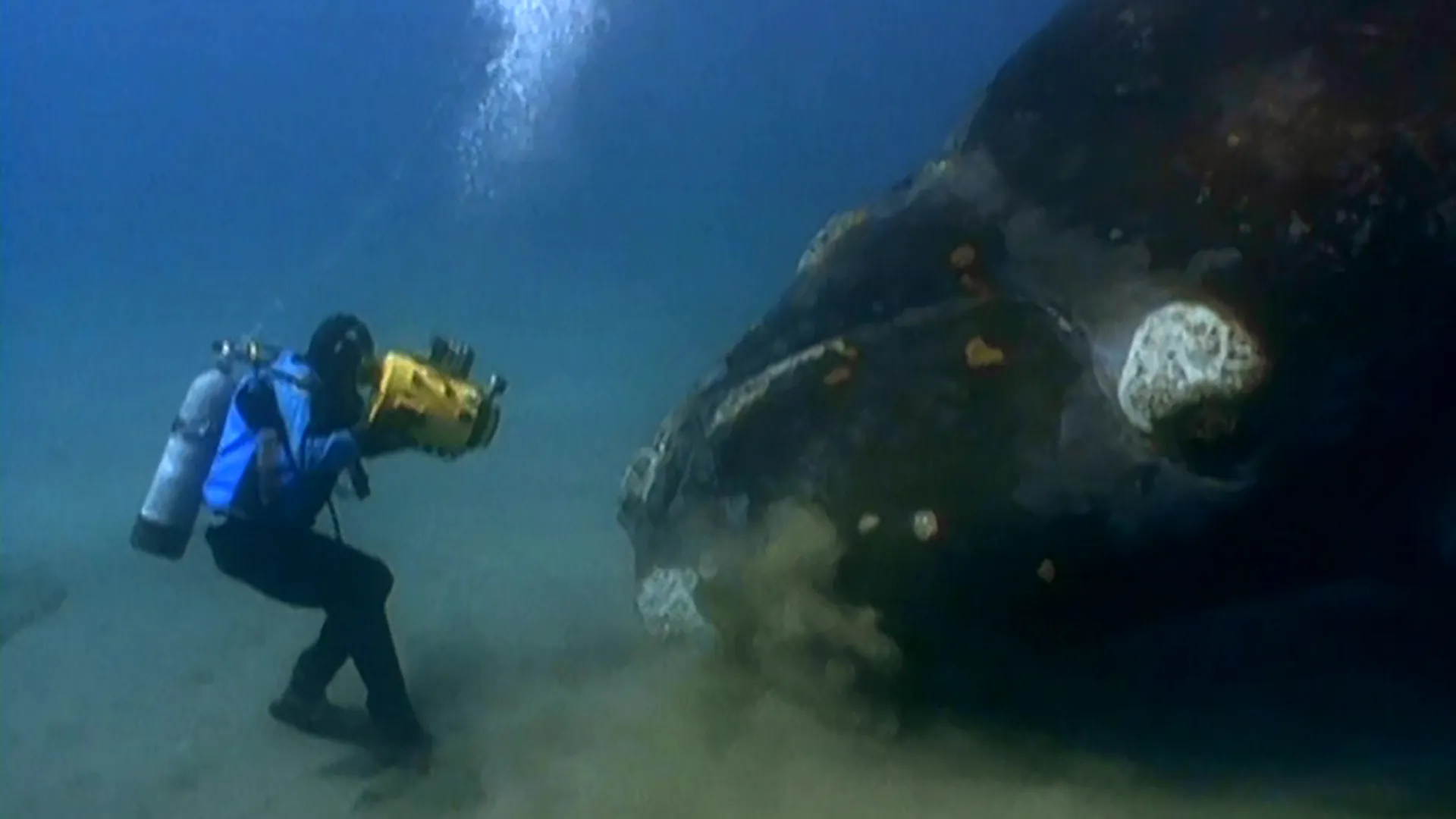 A Life Among Whales