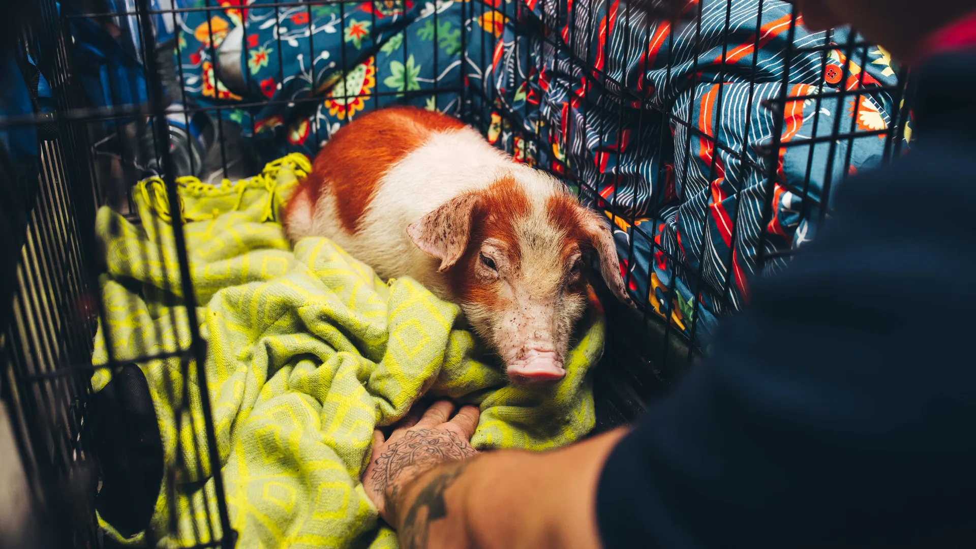 How to Steal Pigs and Influence People