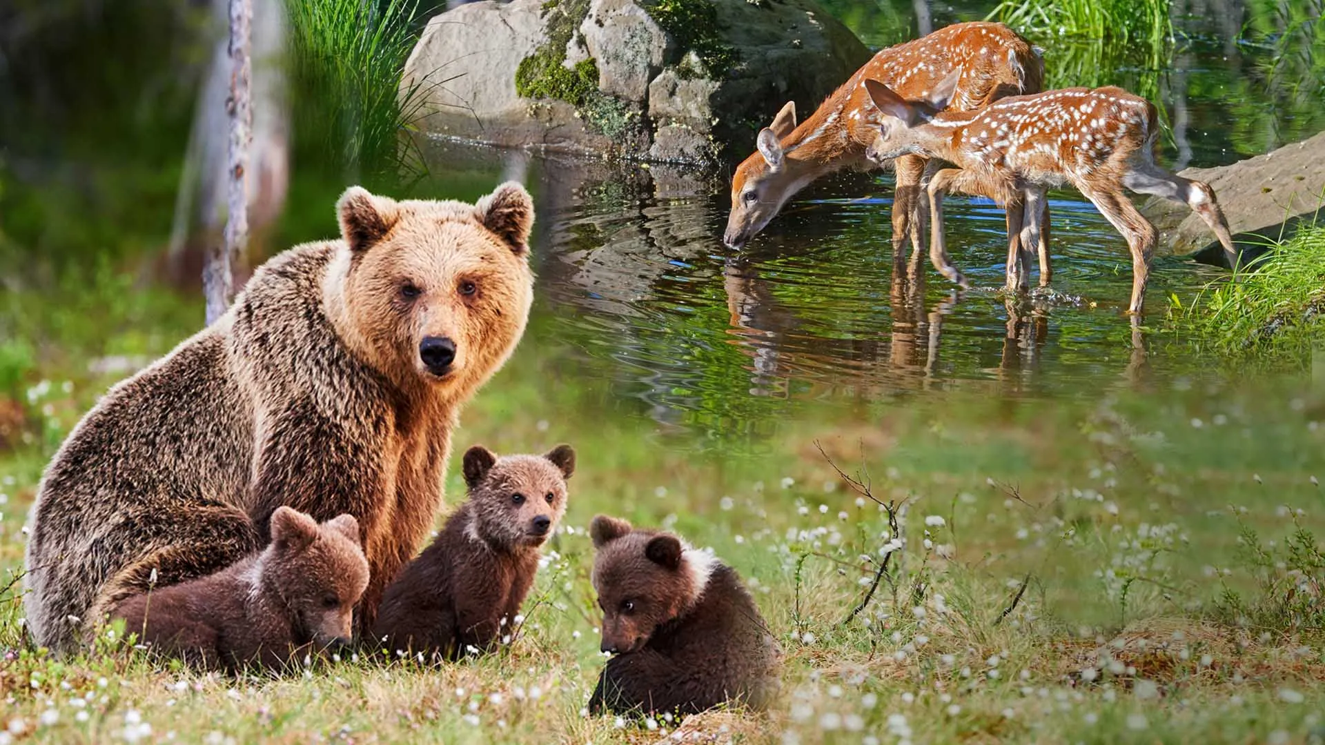 Wild National Parks