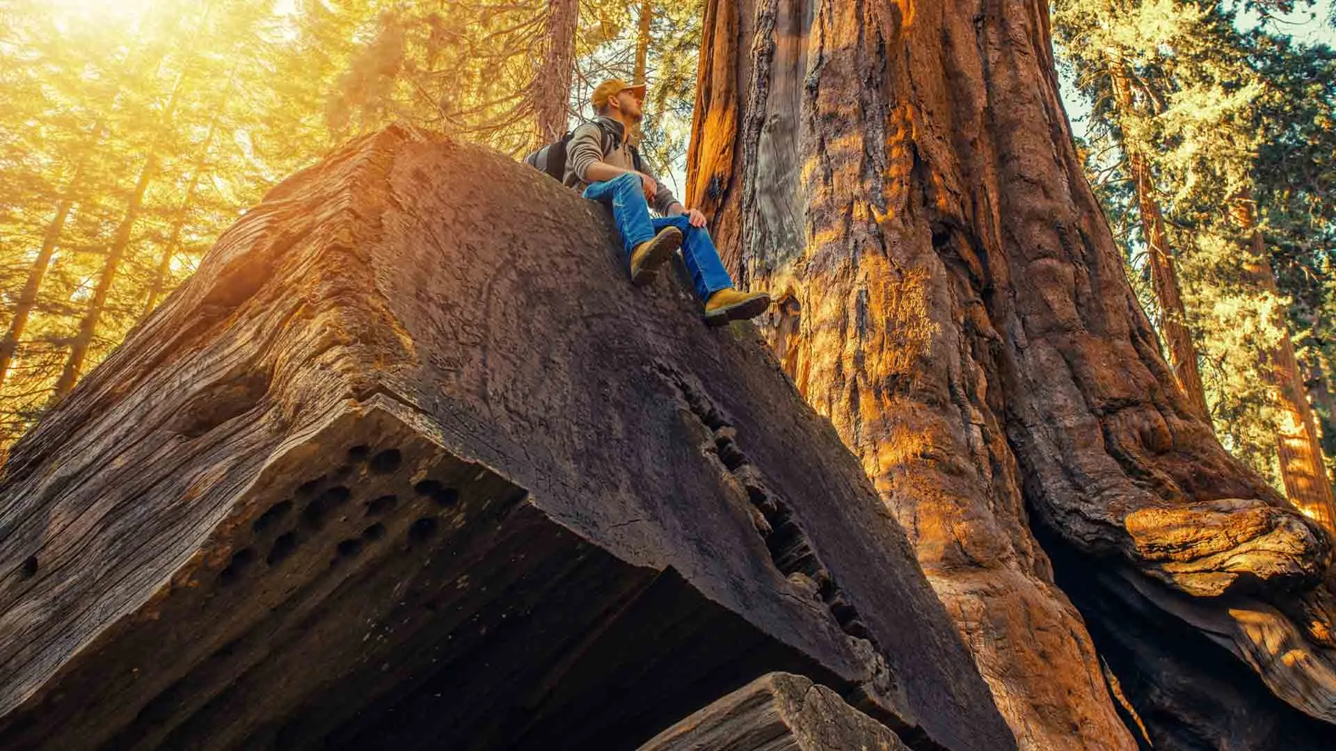 Yosemite: America's Treasure