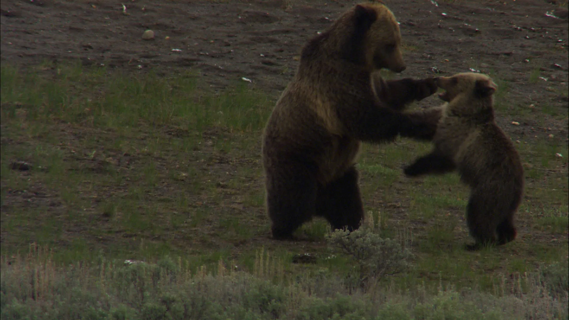 Los Osos Grizzly
