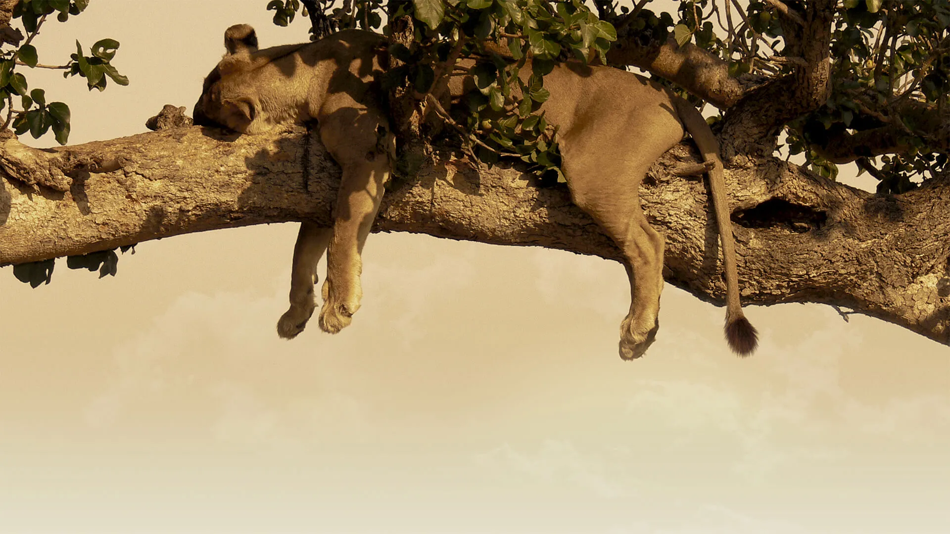 El Arbol de León