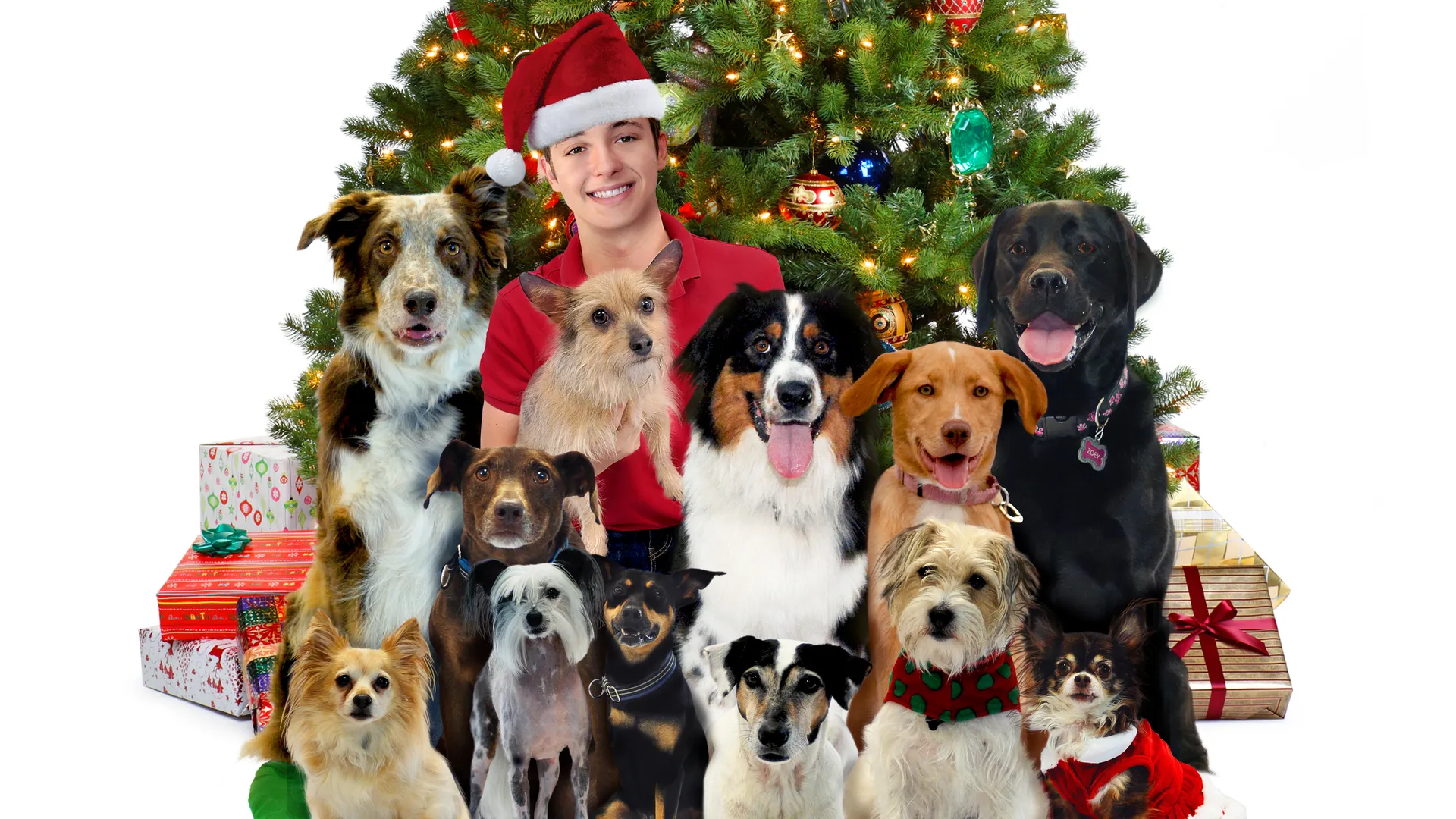 12 días de perros hasta Navidad