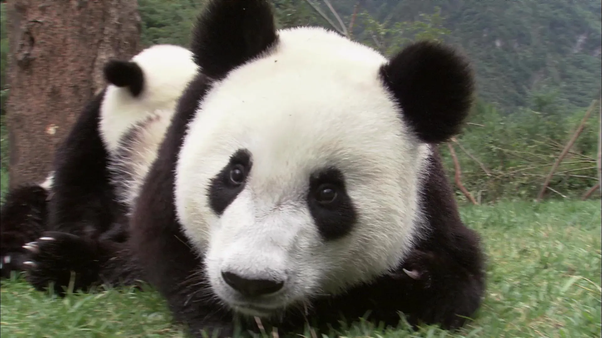 Panda Nursery