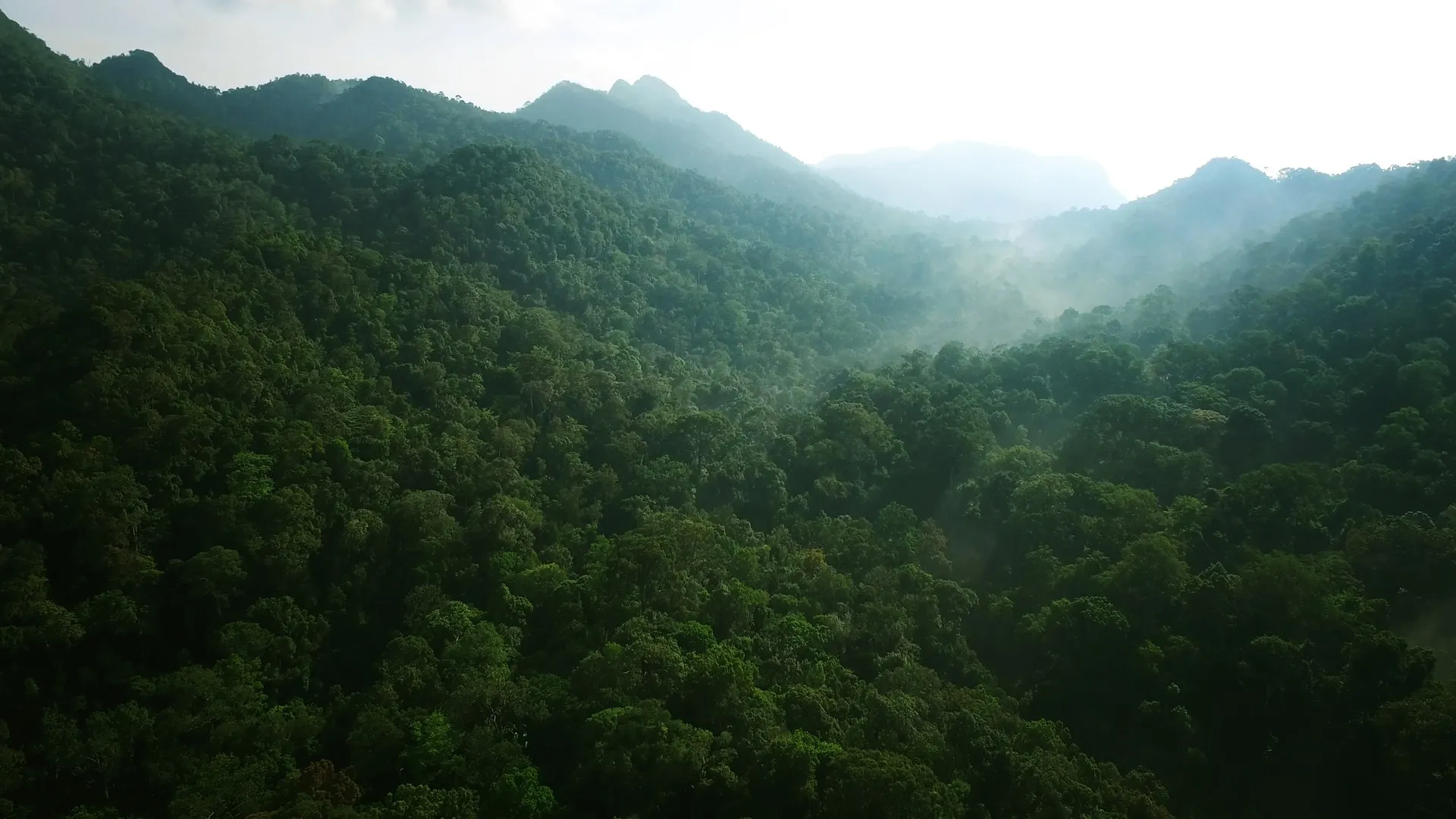 A Floresta Esquecida na Malásia