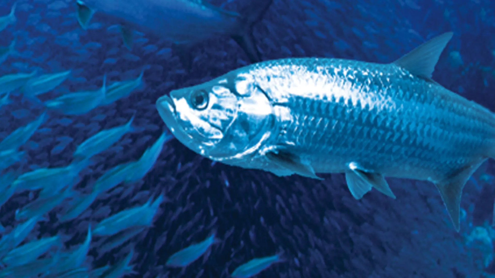 Planet Fly Fish