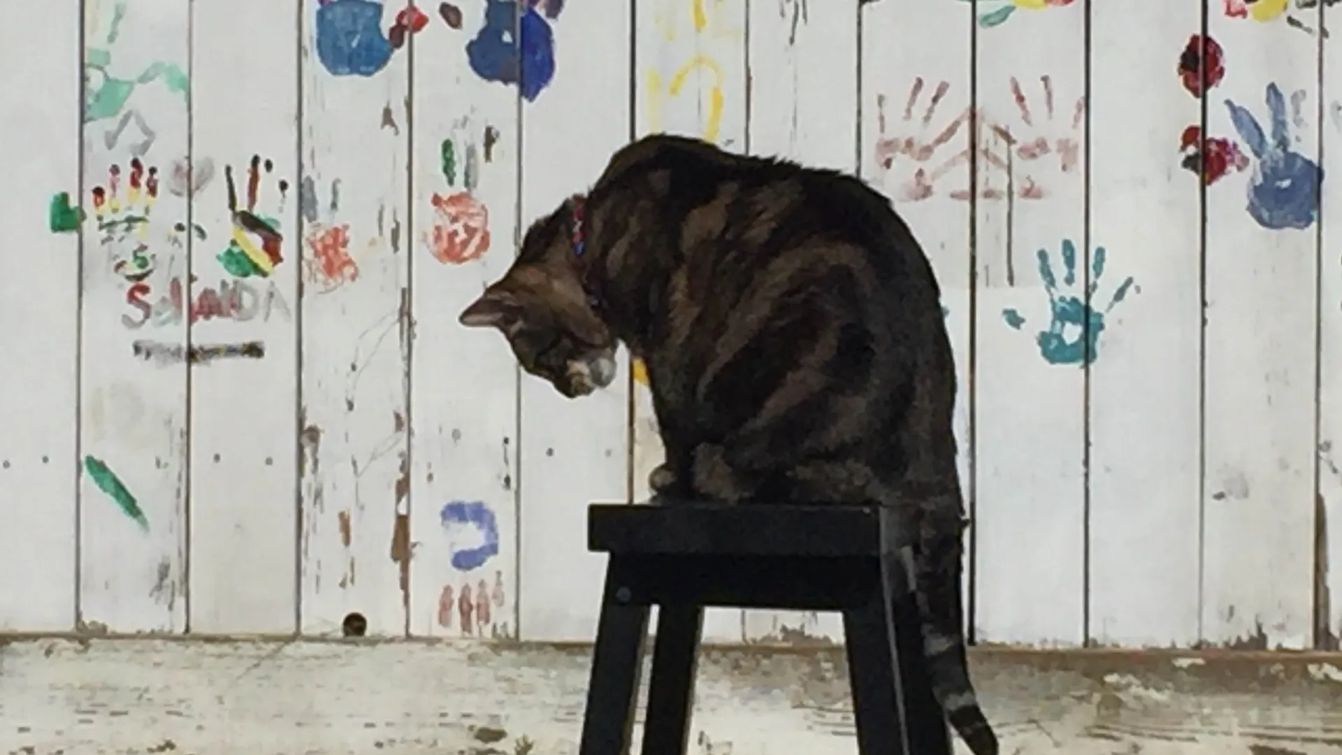 Cães de Terapia
