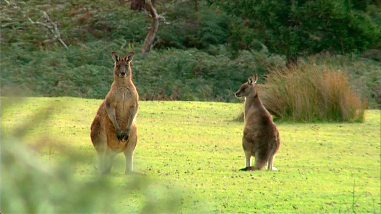 Australie, un voyage à travers l'évolution