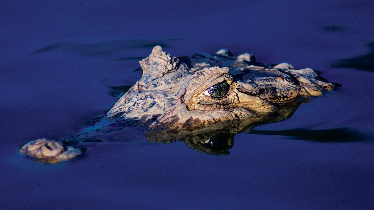 Crocodiles, les dragons éternels