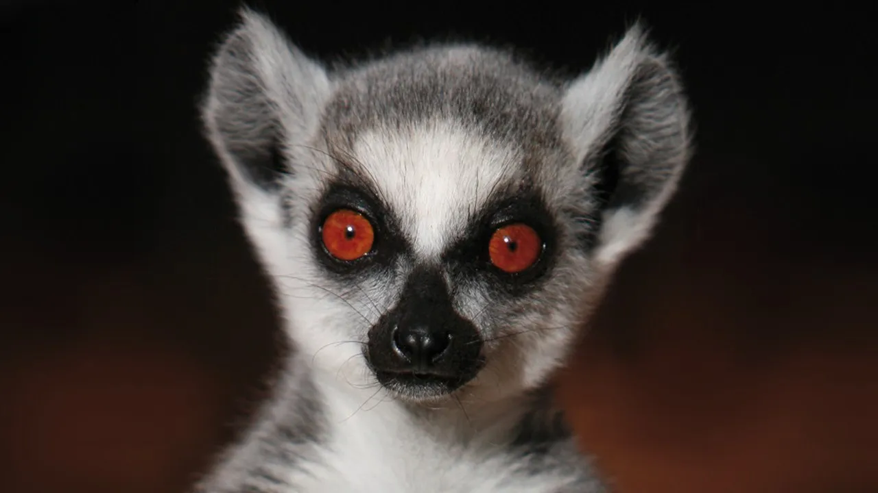 Madagascar, terre de lémuriens