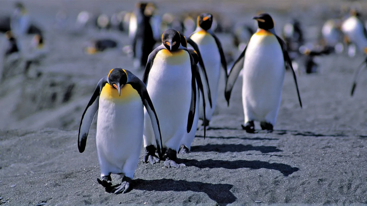 Comme un manchot dans l'eau