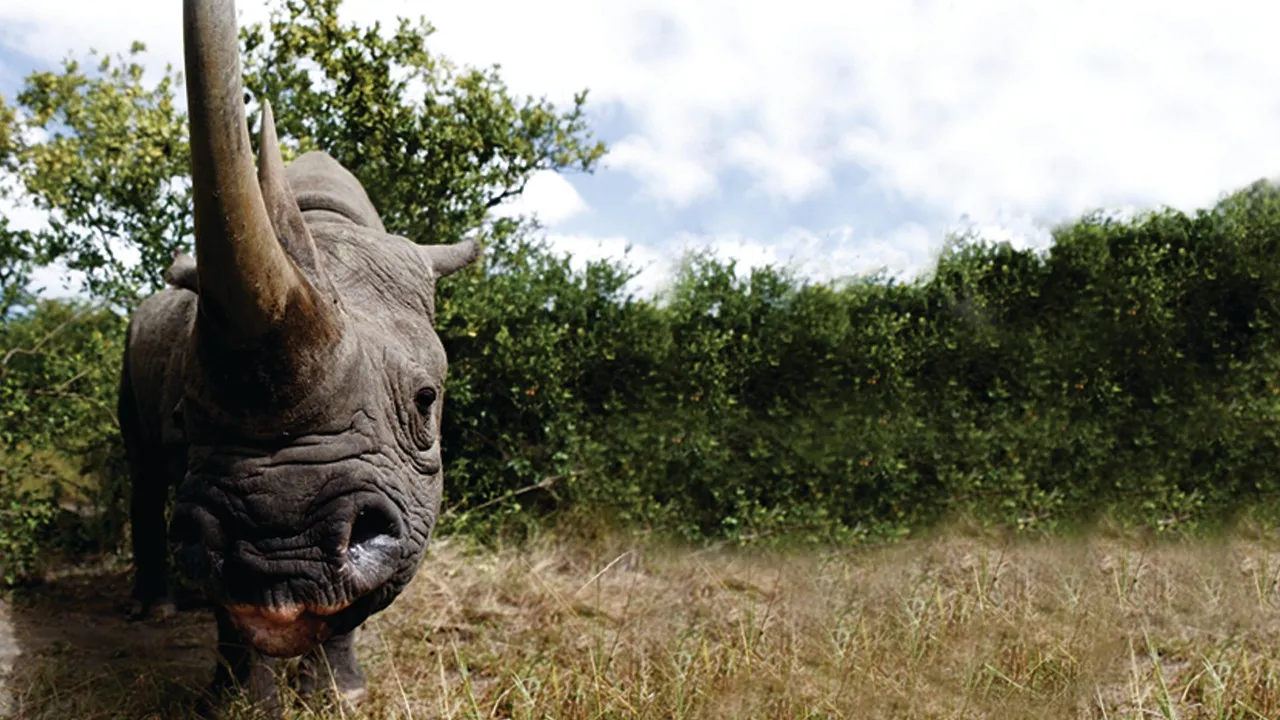 Rhinocéros, la malédiction de la corne magique