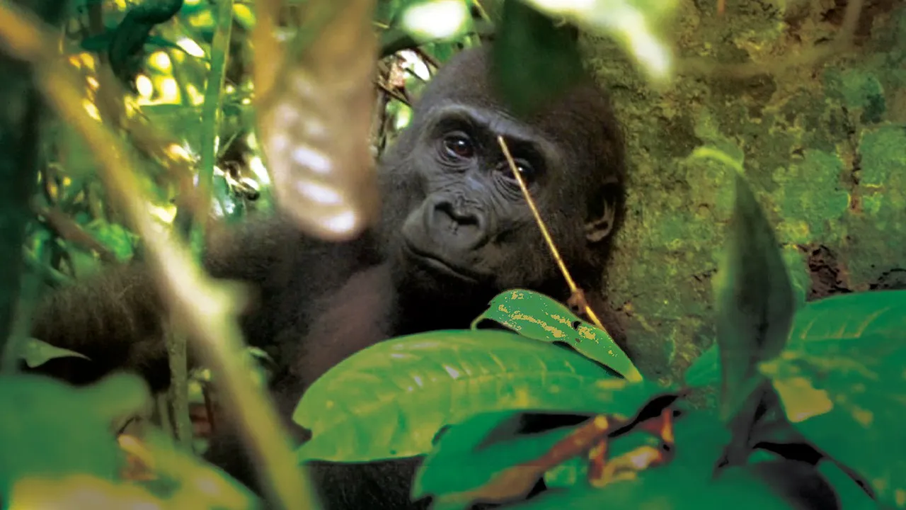 Les Esprits du Congo
