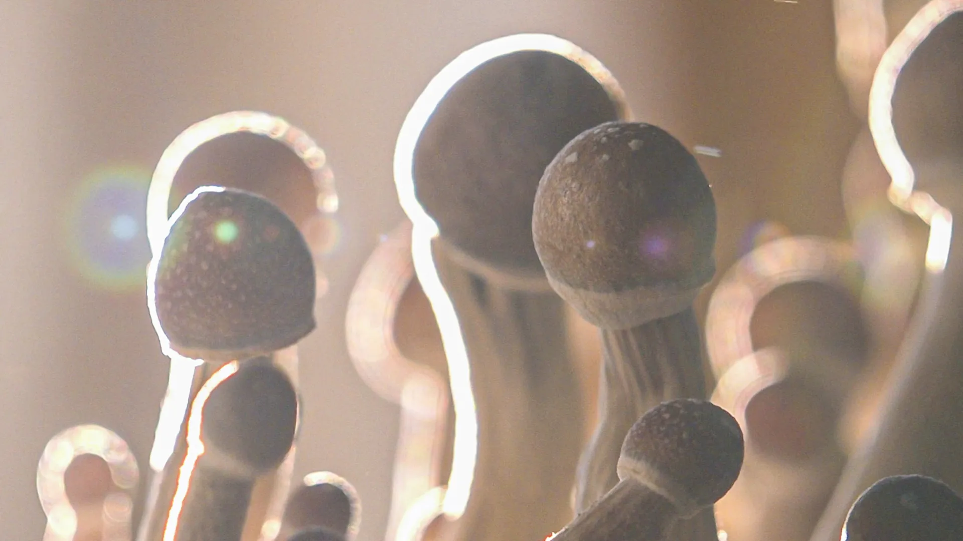 The Healing Power of Psychedelics