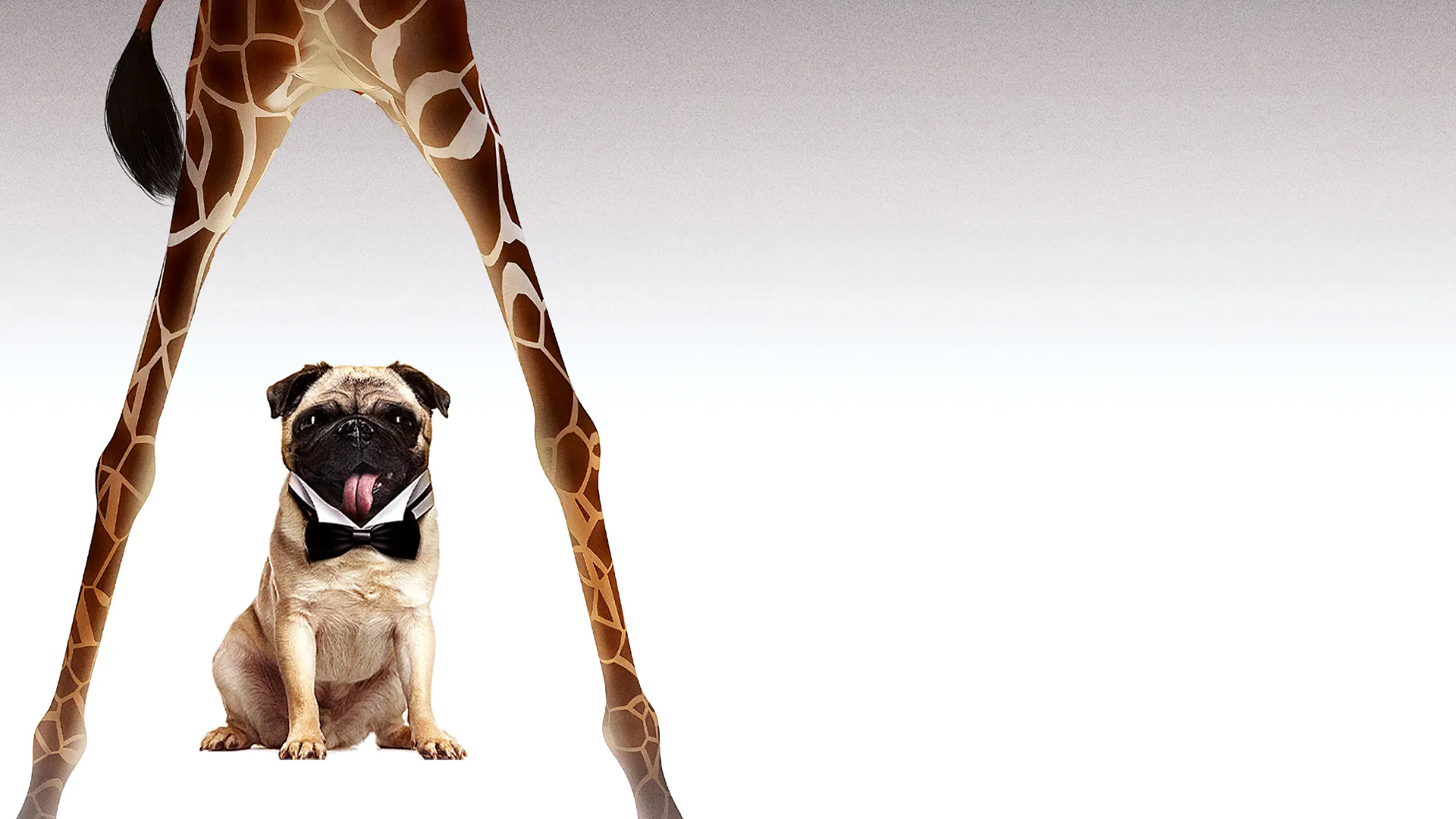 00K9: No Time To Shed