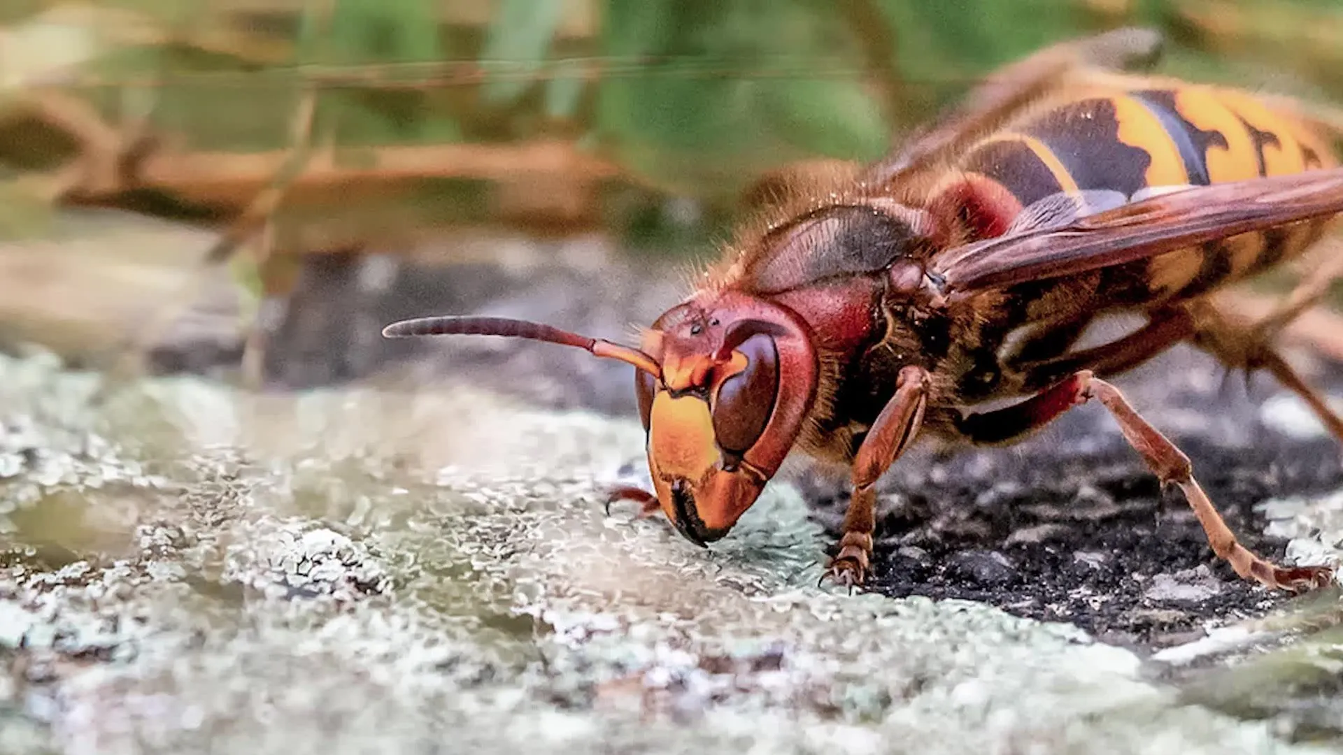 Murder Hornets Vs Killer Bees