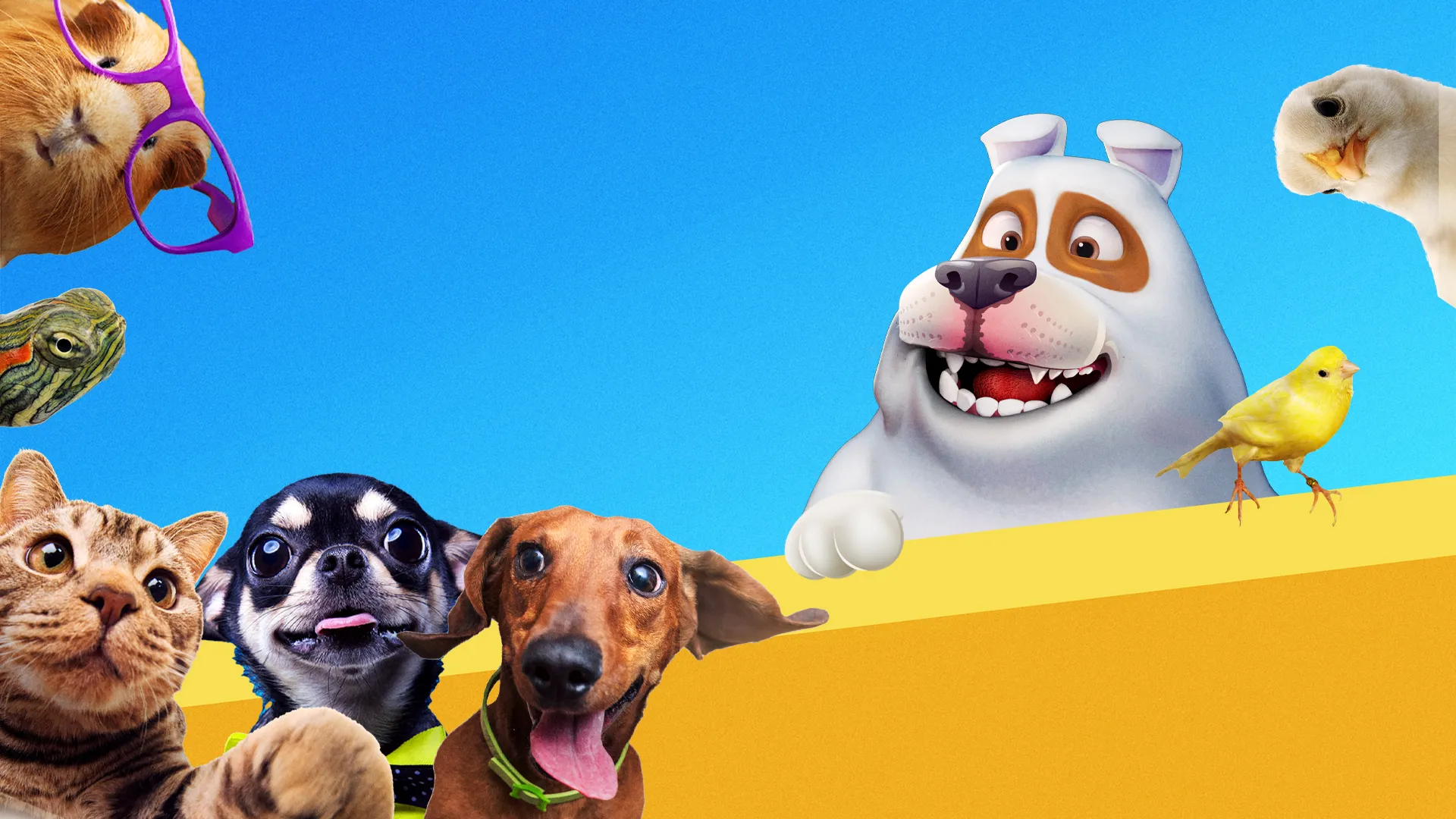 Pets: Top 10 Pets