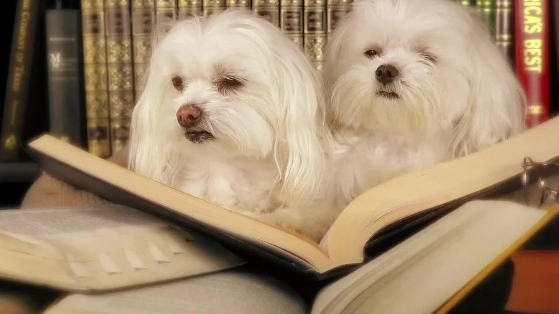 Pup Tales: The Golden Key