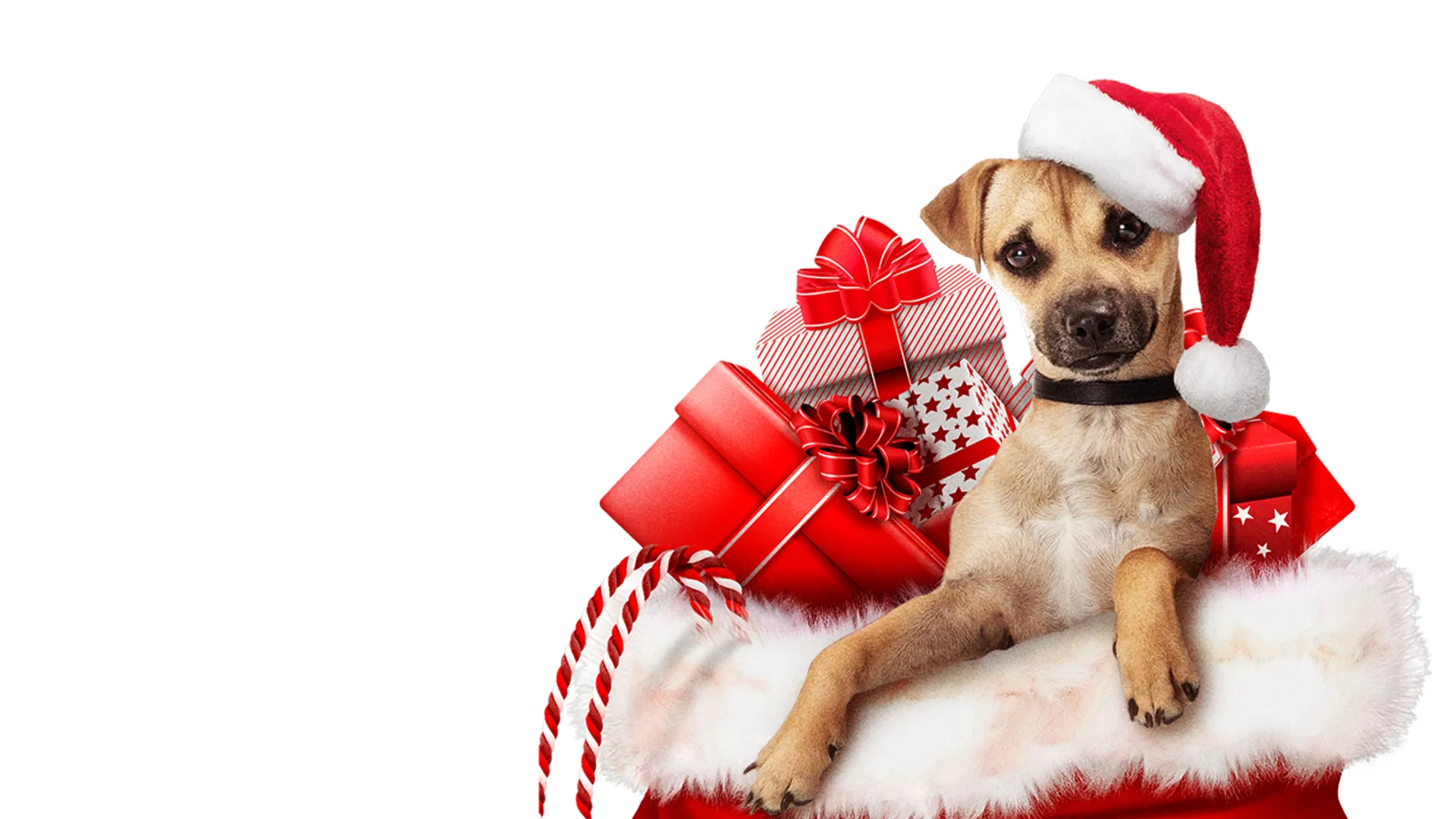 Puppy Playground: A Puppy Christmas