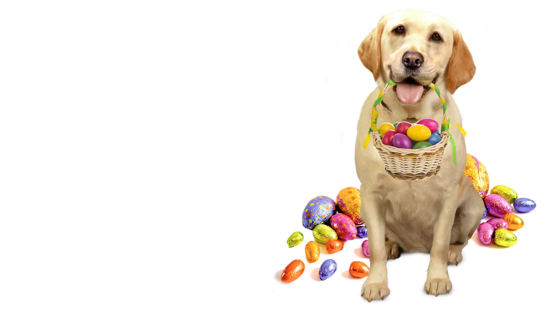 THE DOG WHO SAVED EASTER