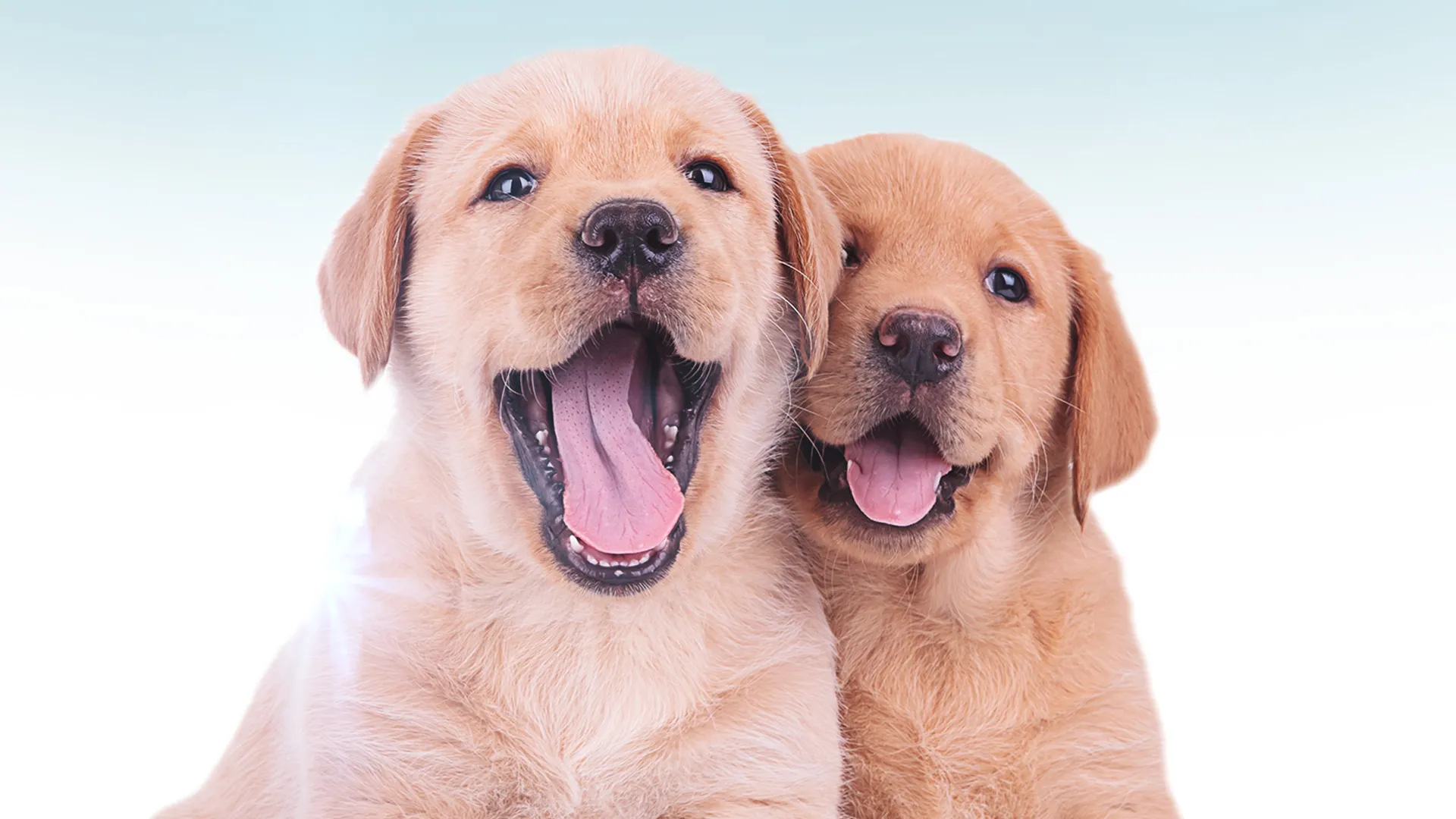 America's Cutest Puppies