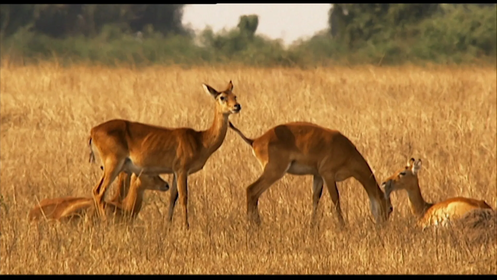 Animals Like Us