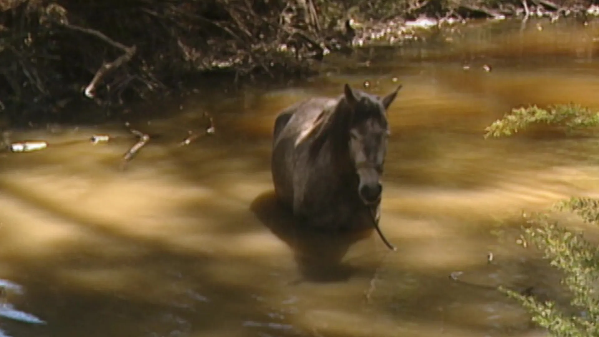 Saddle Club: Horse of a Different Color