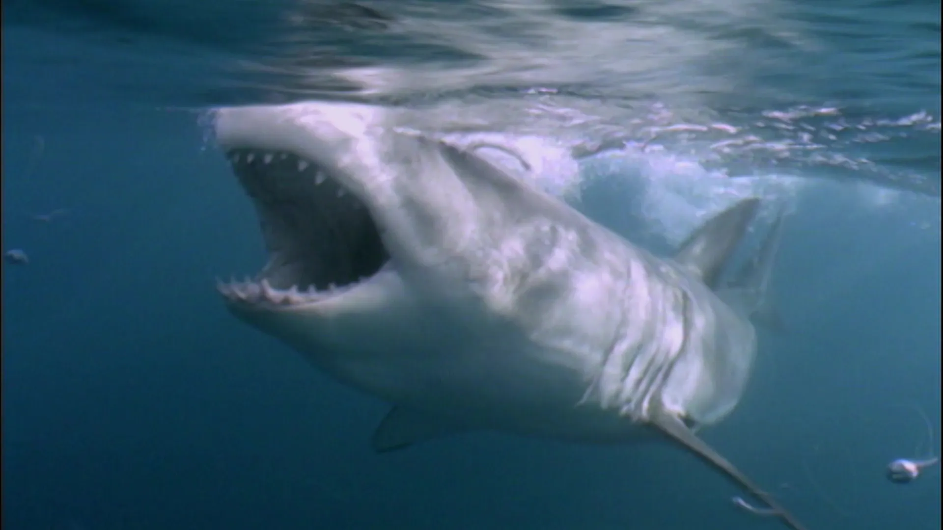 When Sharks Attack