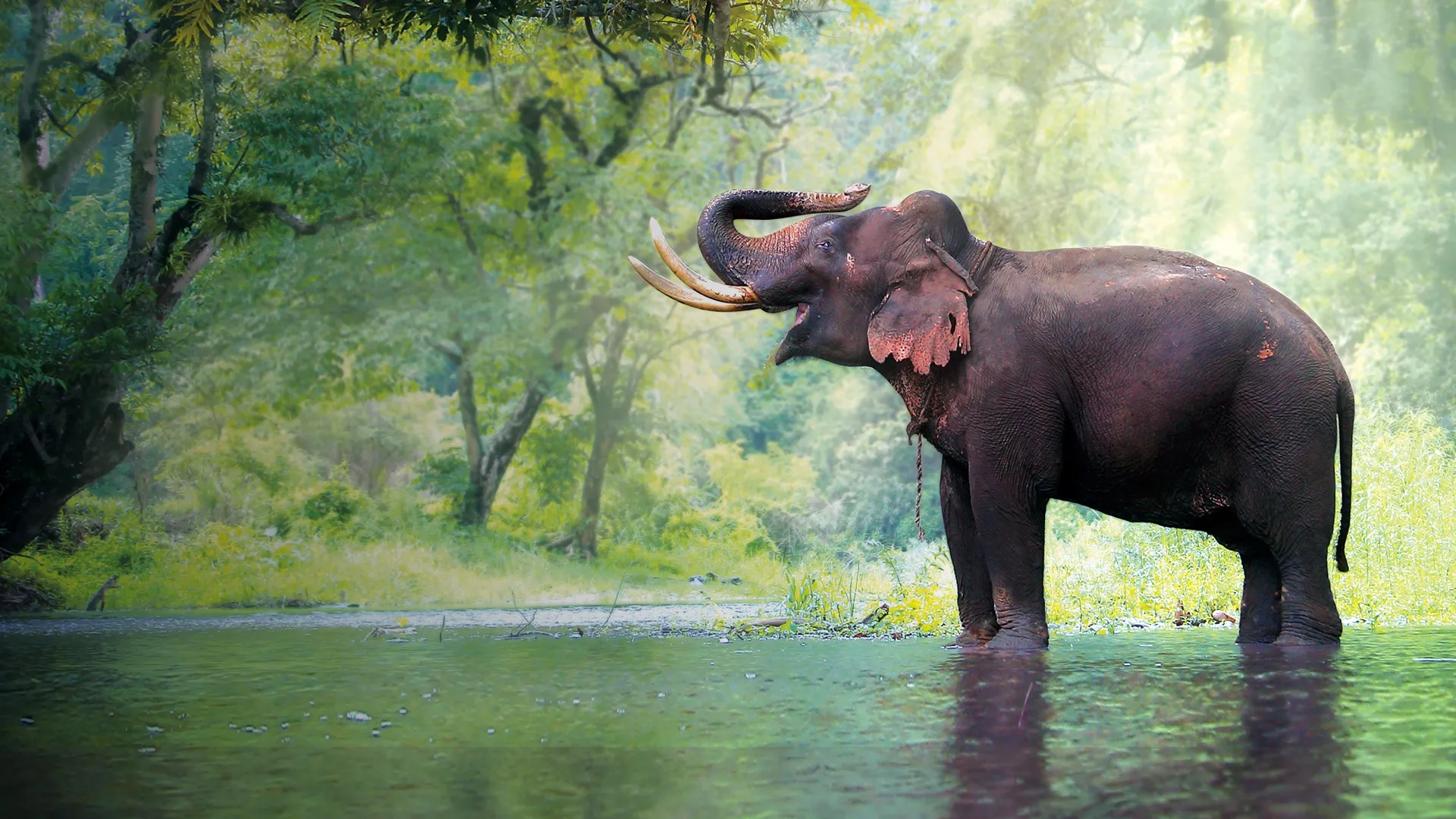 Wild Asia