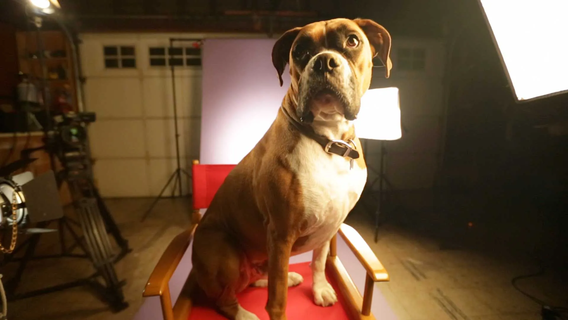 My Pet's Gone Viral