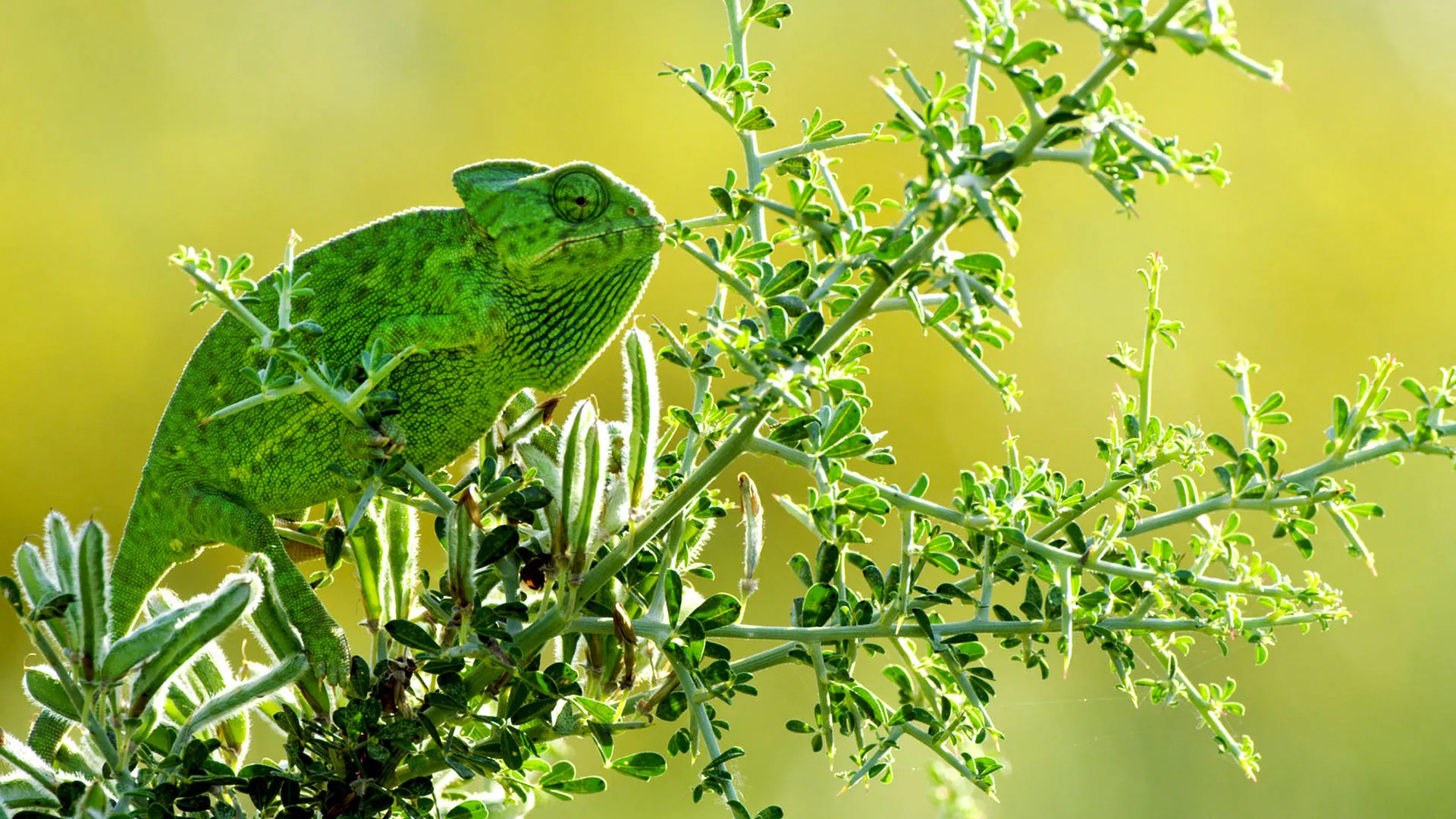 Wild Gibraltar