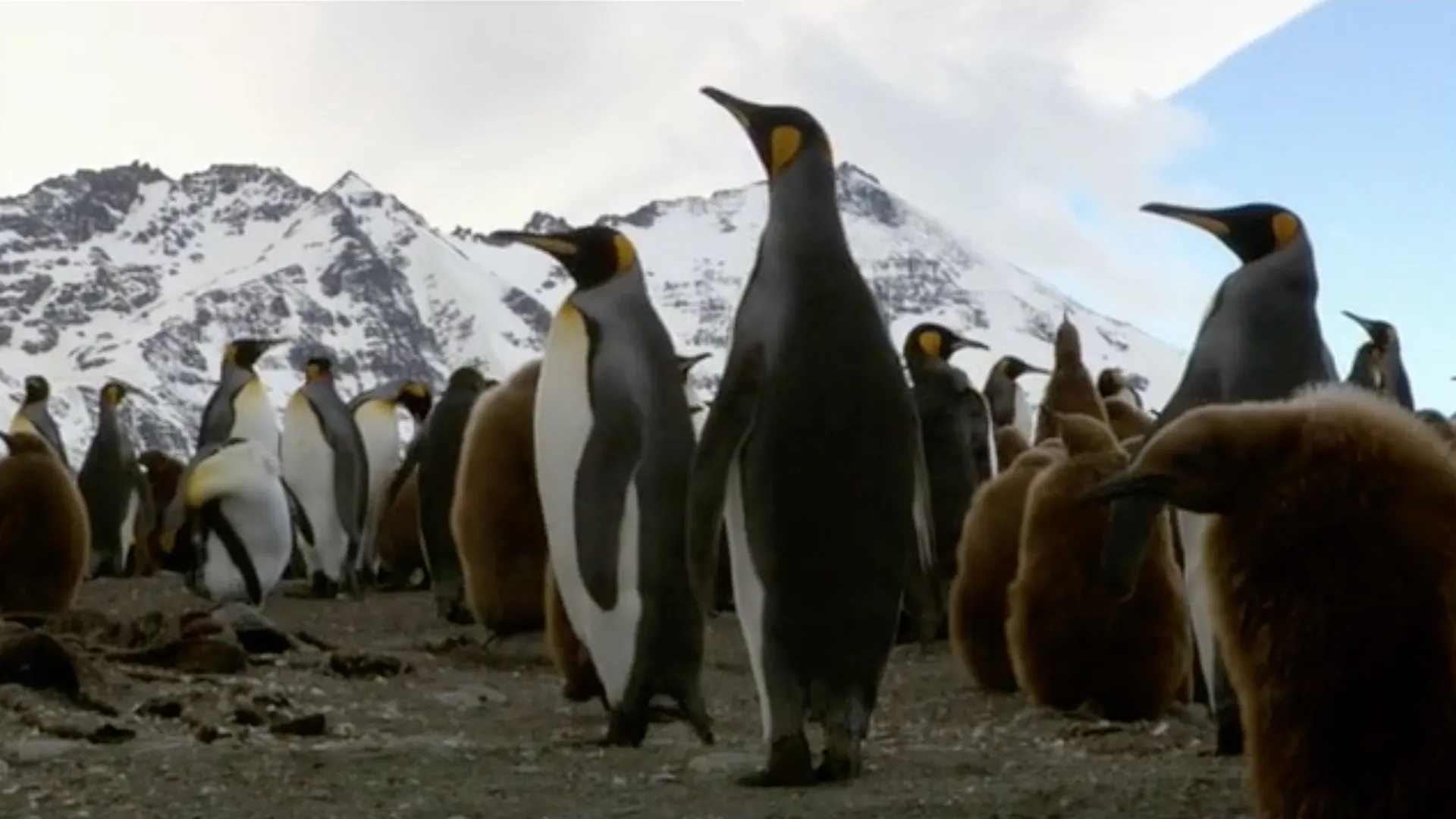 Island of the Penguins
