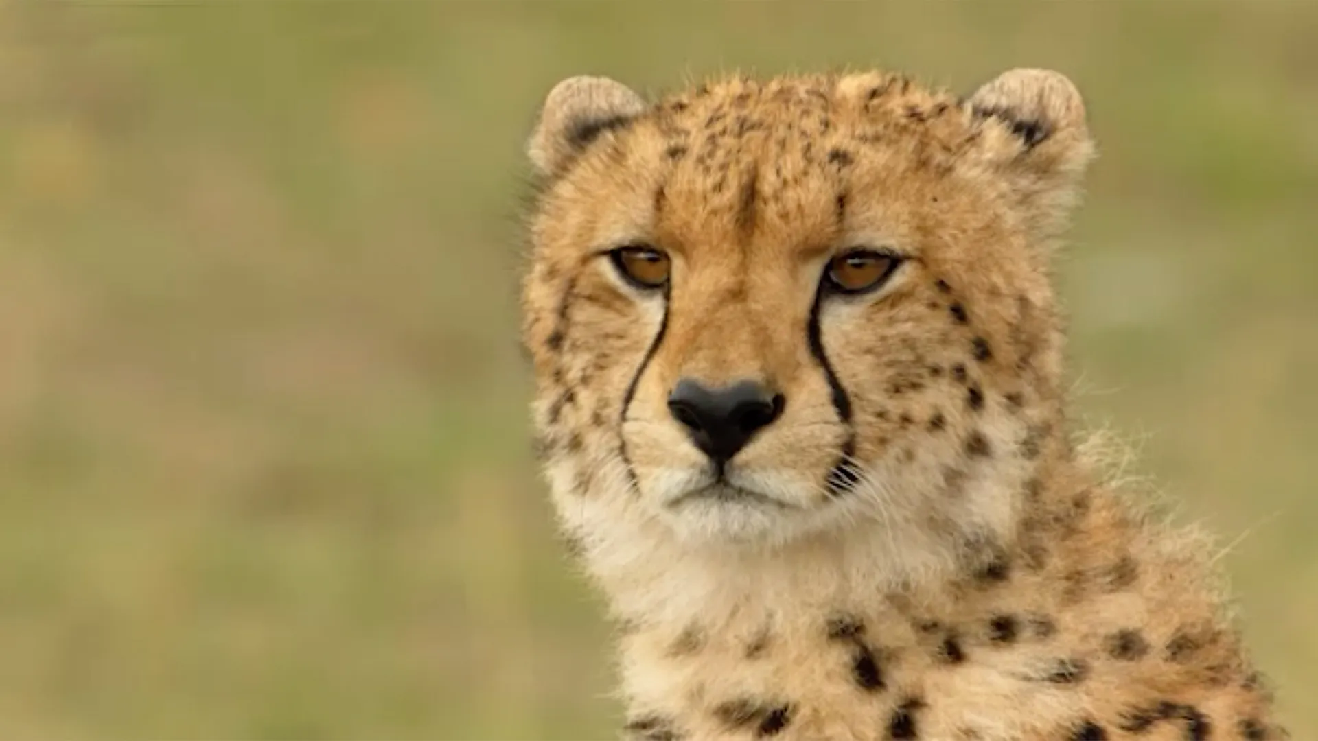 The Incredible Five - A Cheetah's Tale