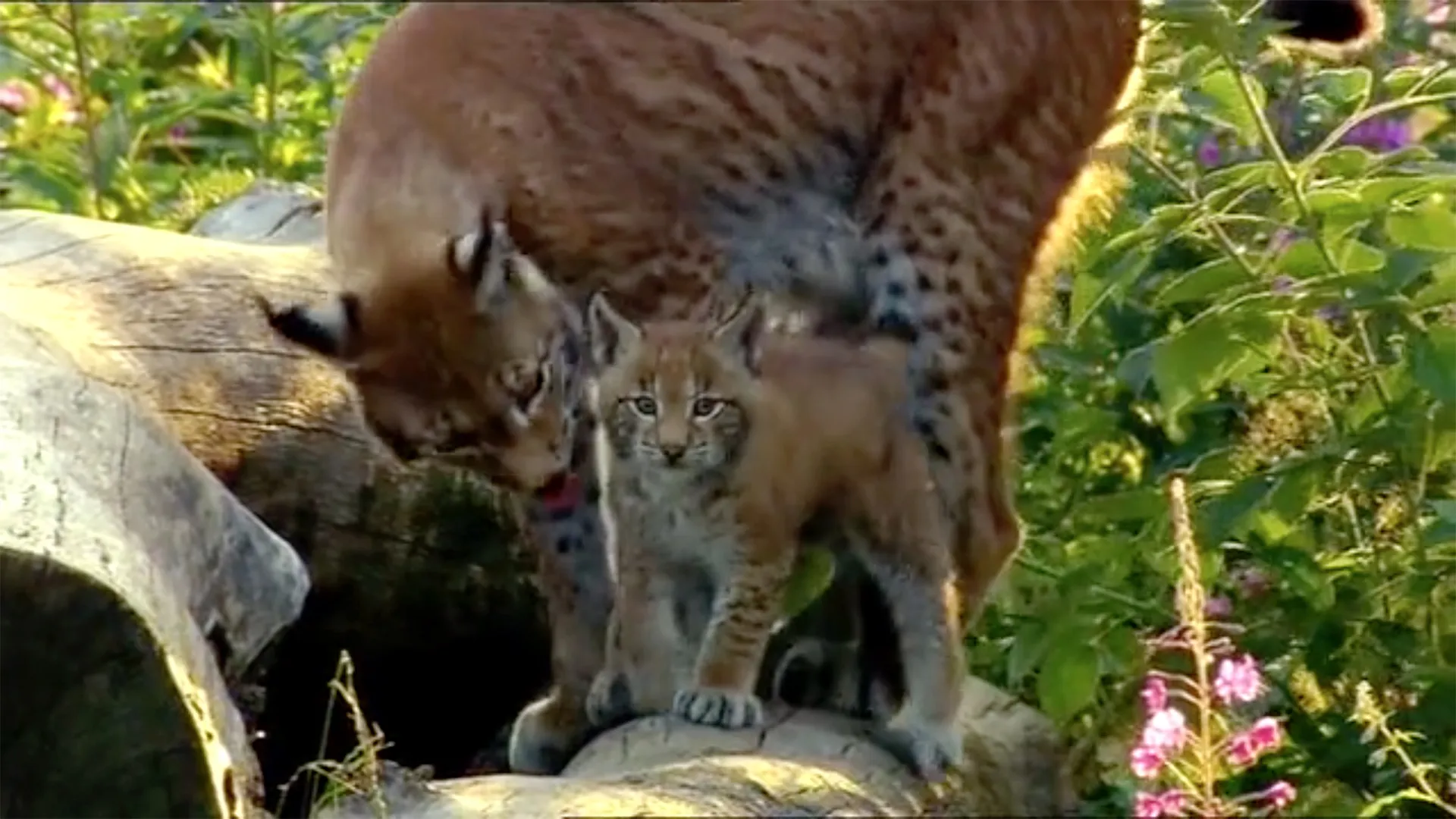 New Life: Born to Hunt