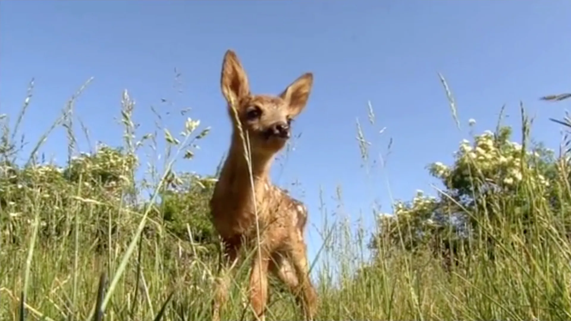 New Life: Born to Run