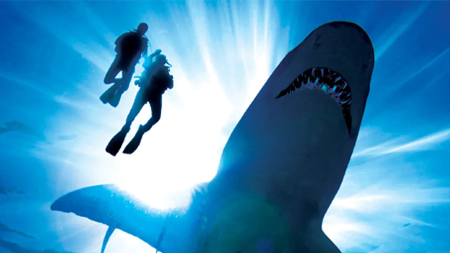 Sharks - Danger In the Sea