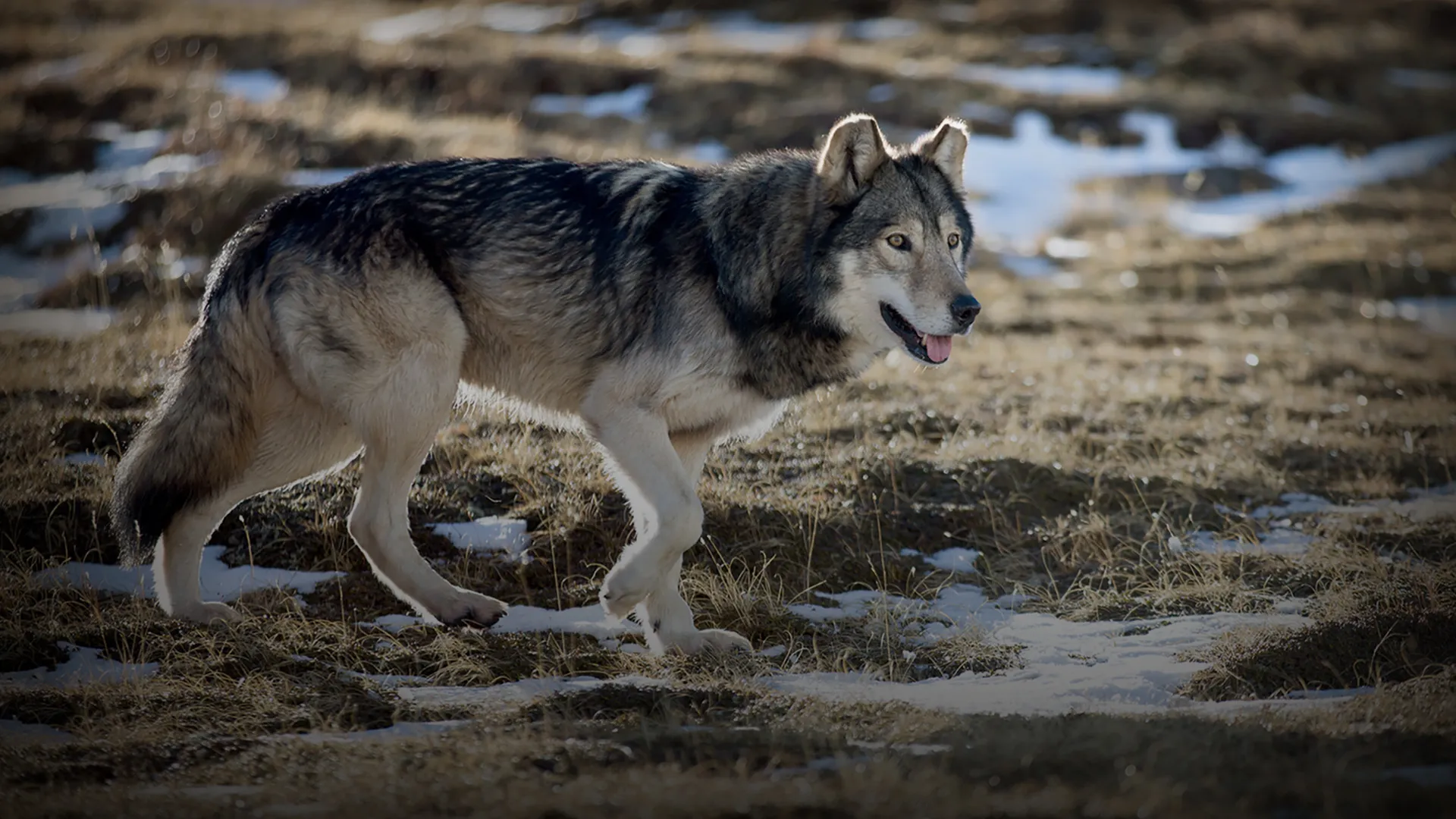 Wandering Wolves