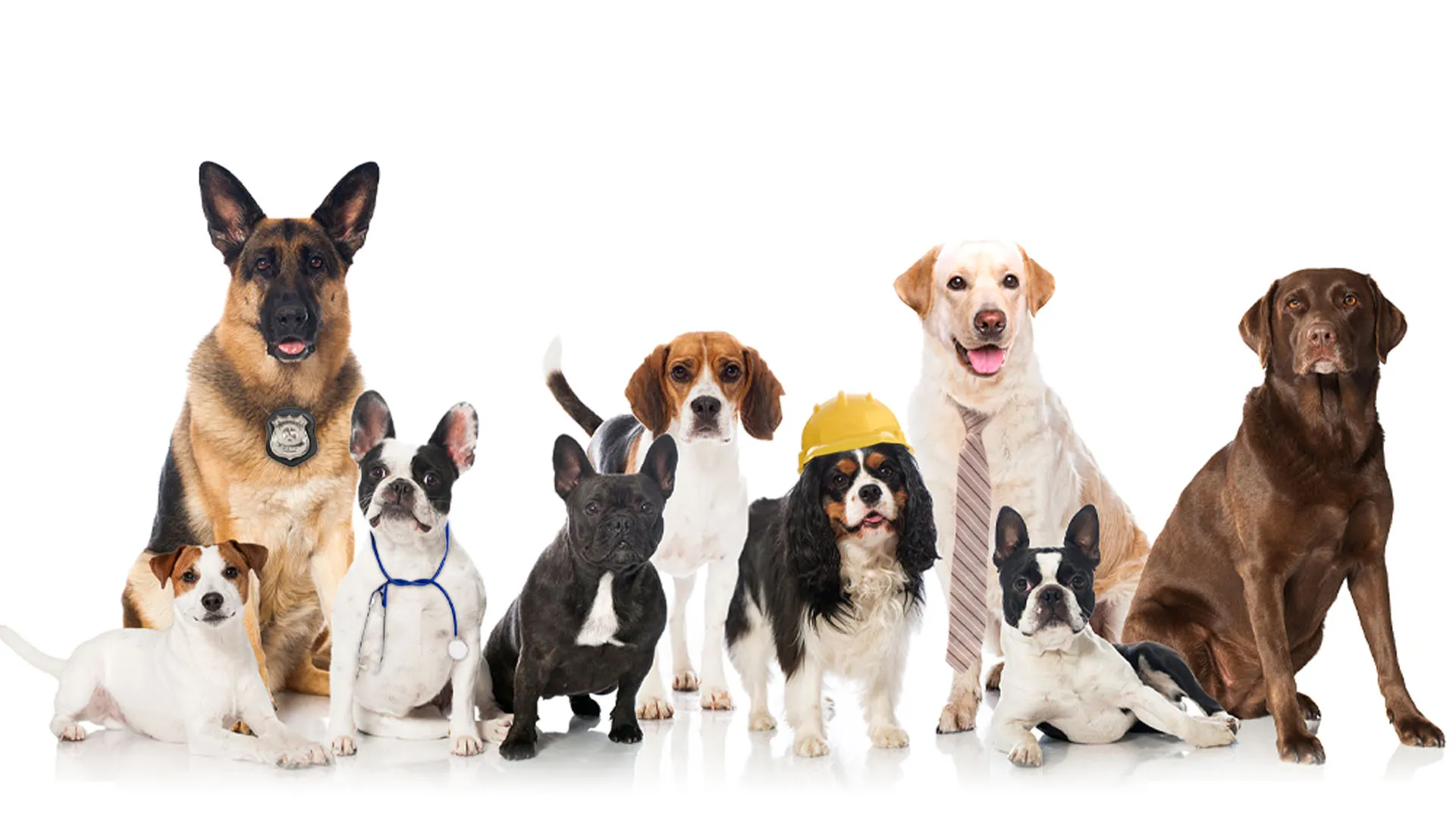 Dogs On The Job