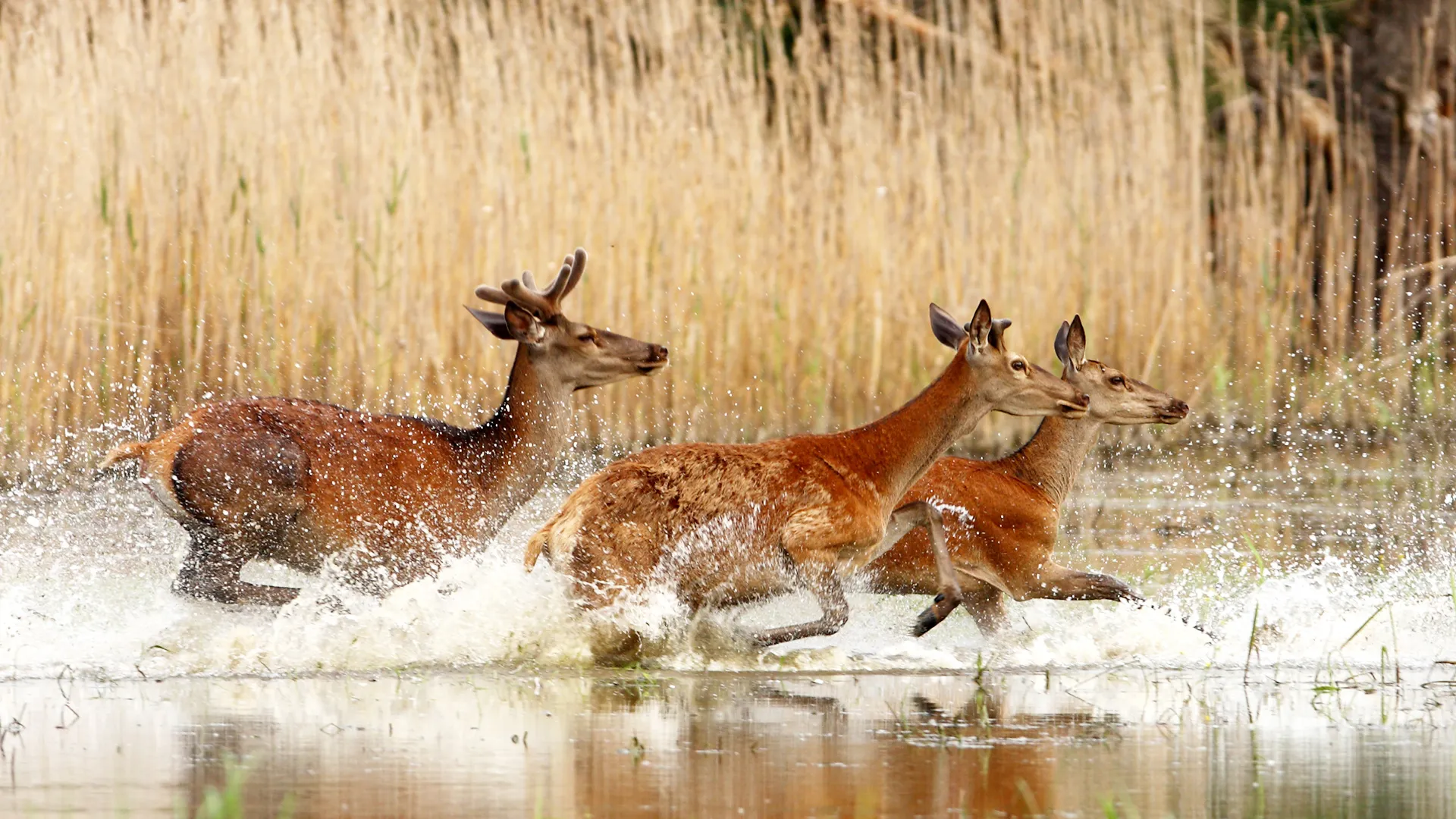 Wild Hungary - A Water Wonderland